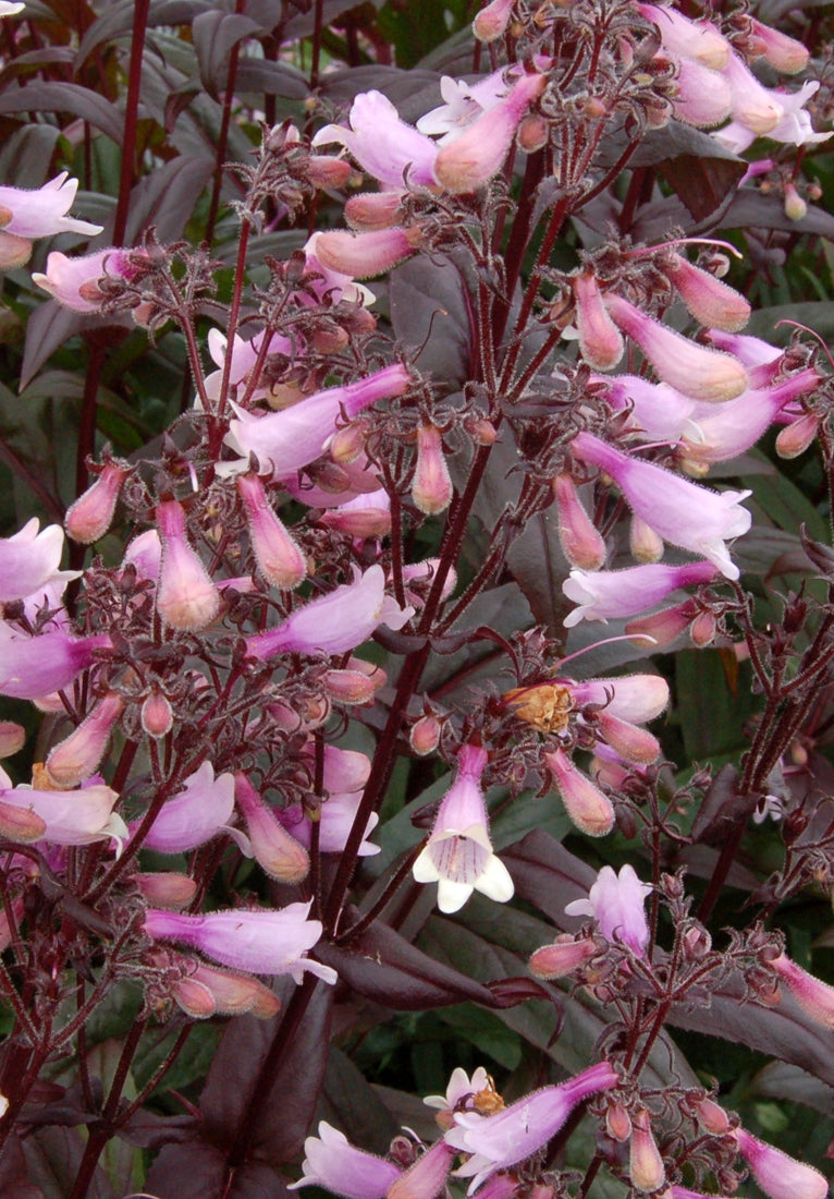 Penstemon (Beard Tongue) "Dark Towers" 1 Gallon Perennial