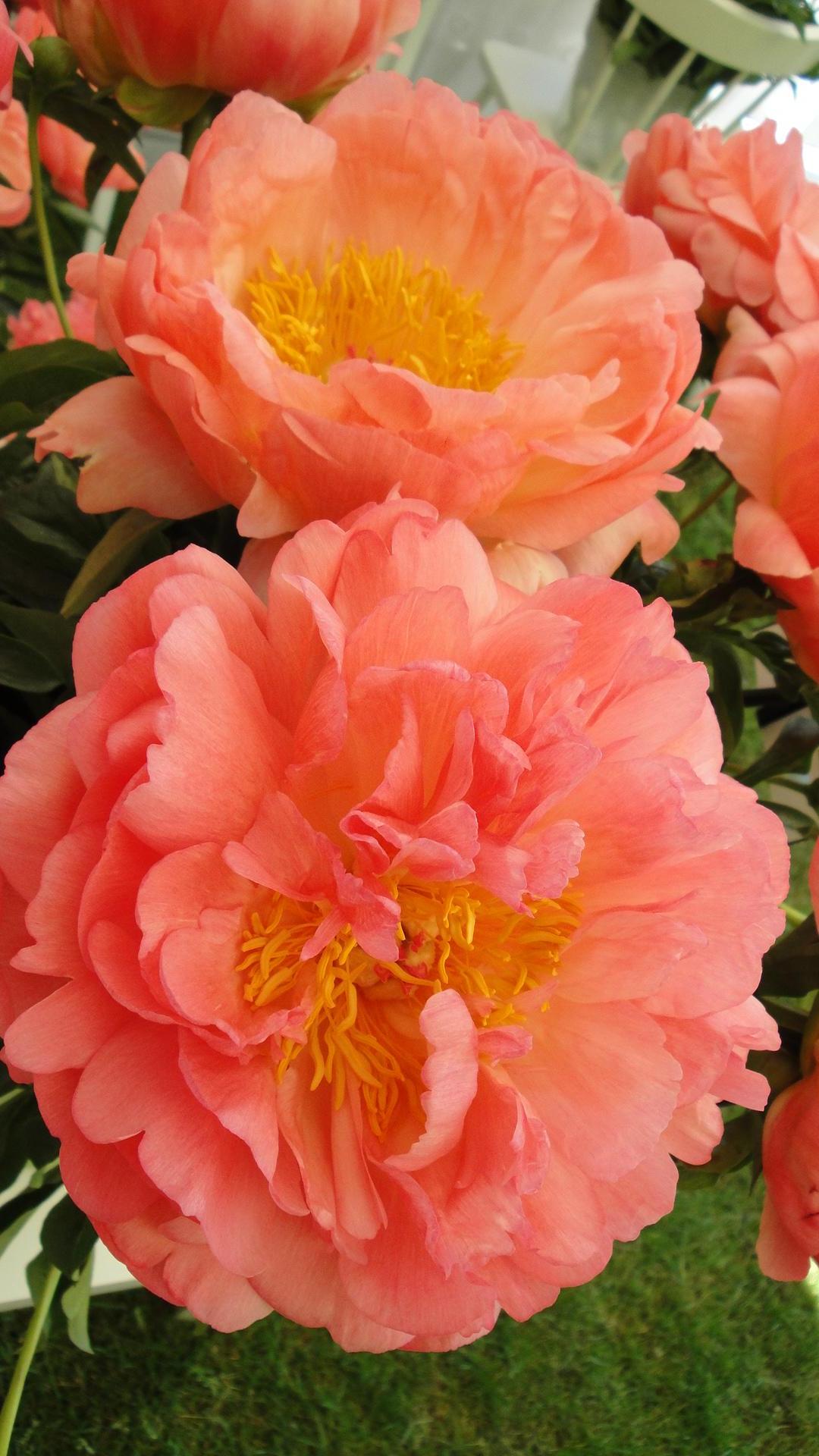 Peony "Coral Sunset" 2 Gallon Perennial Shrub
