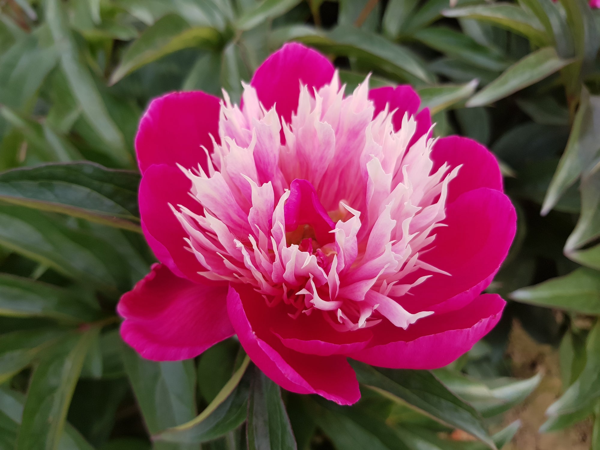 Peony "Fantastic" 2 Gallon Perennial Shrub