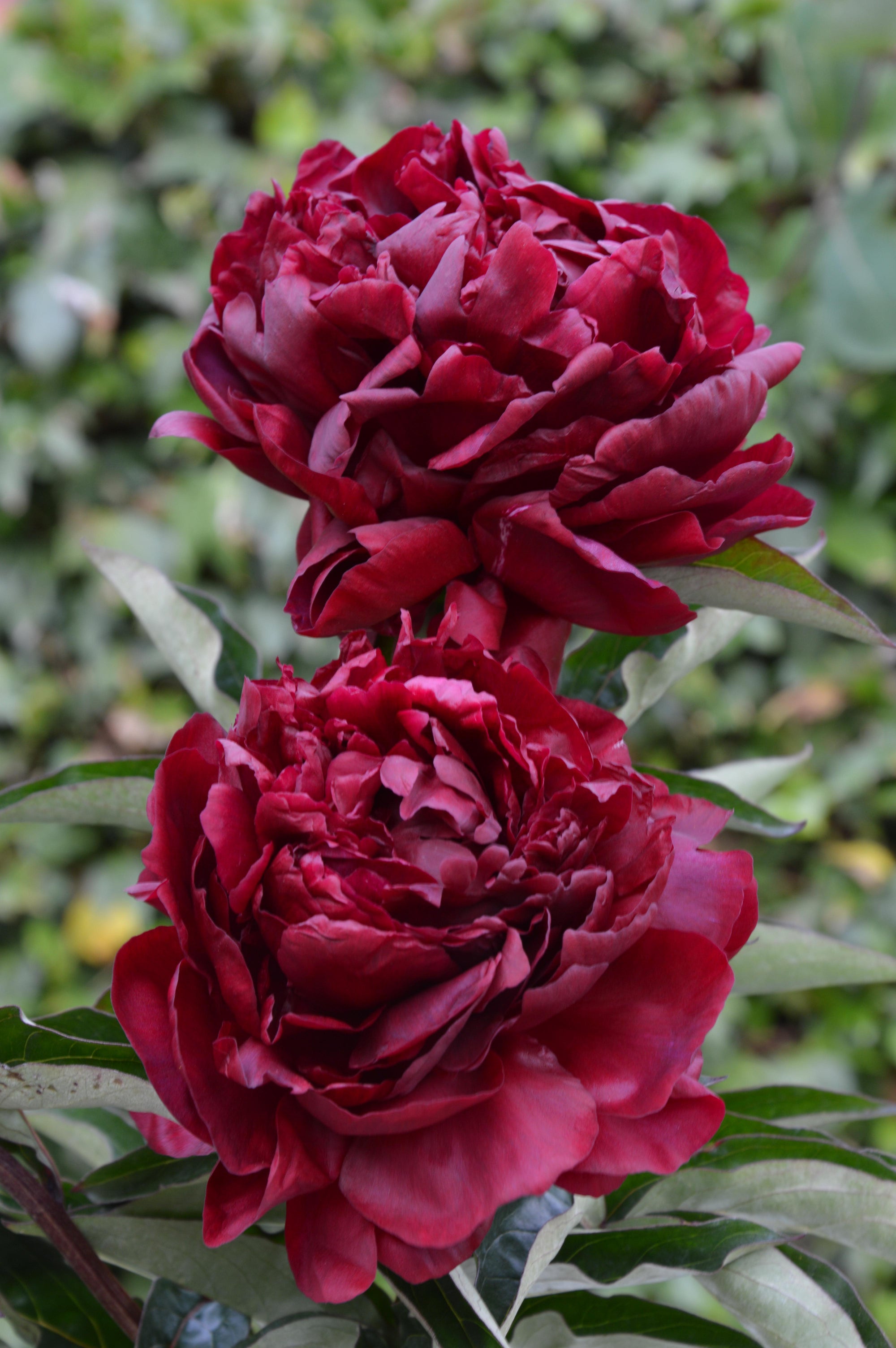 Peony "Highlight" 2 Gallon Perennial Shrub