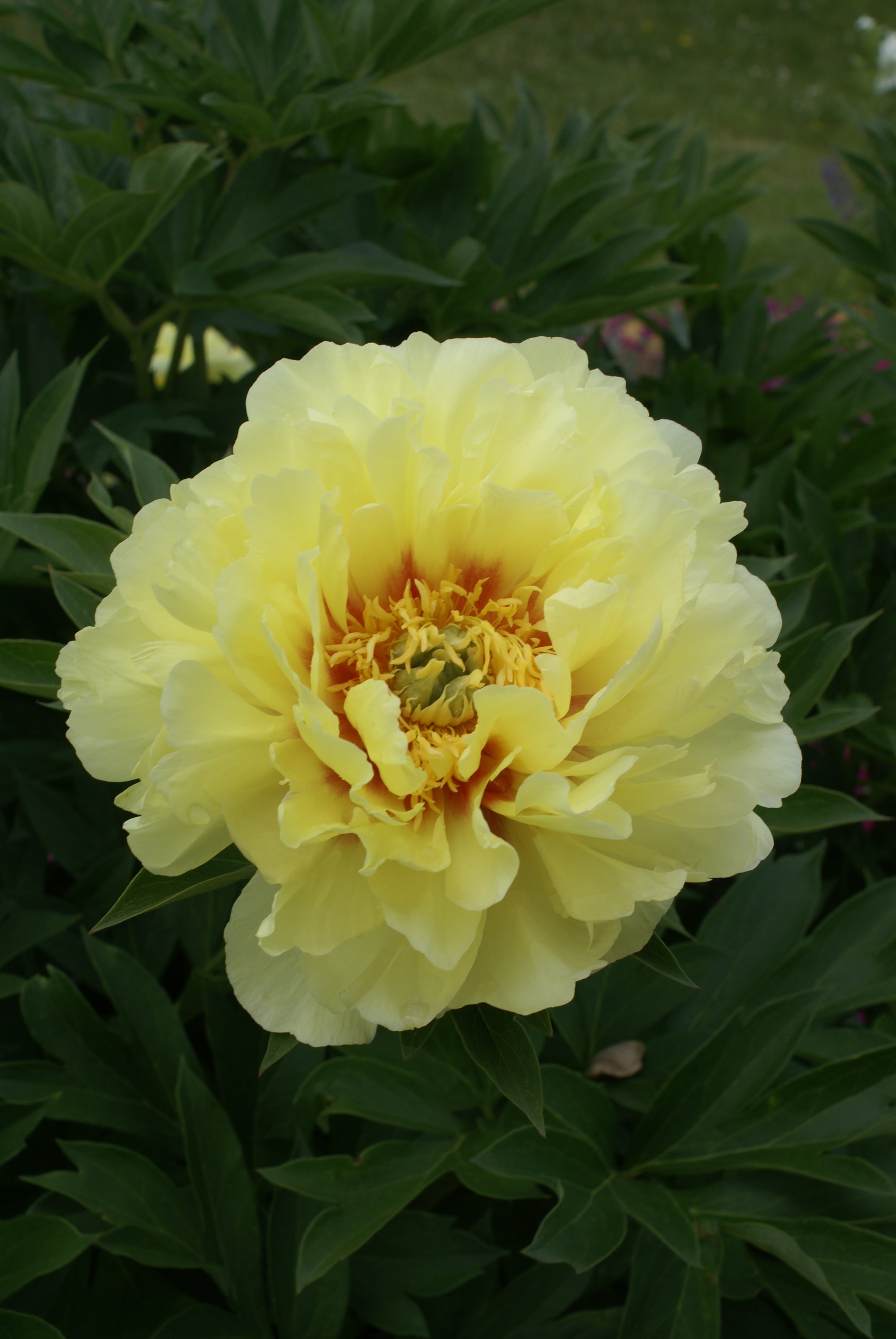 Itoh Peony "Bartzella" 2 Gallon Perennial Shrub