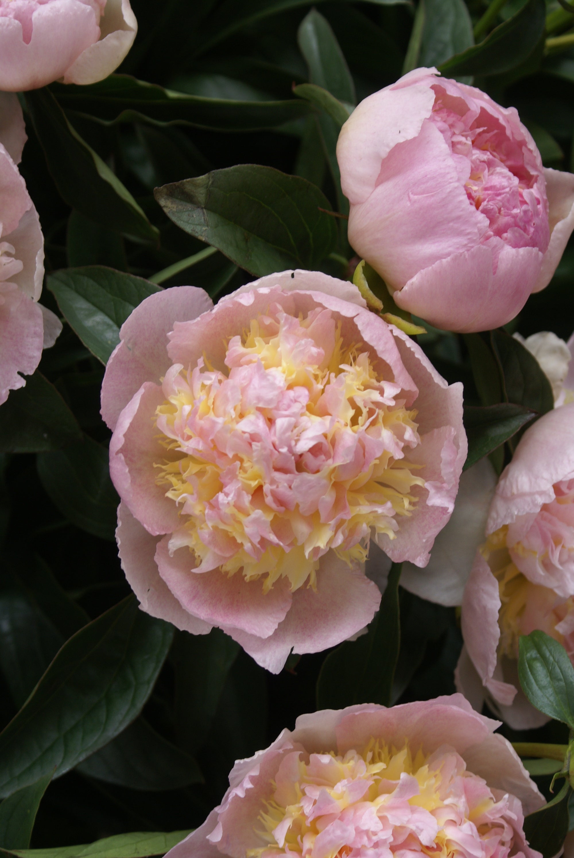 Peony "Top Brass" 2 Gallon Perennial Shrub