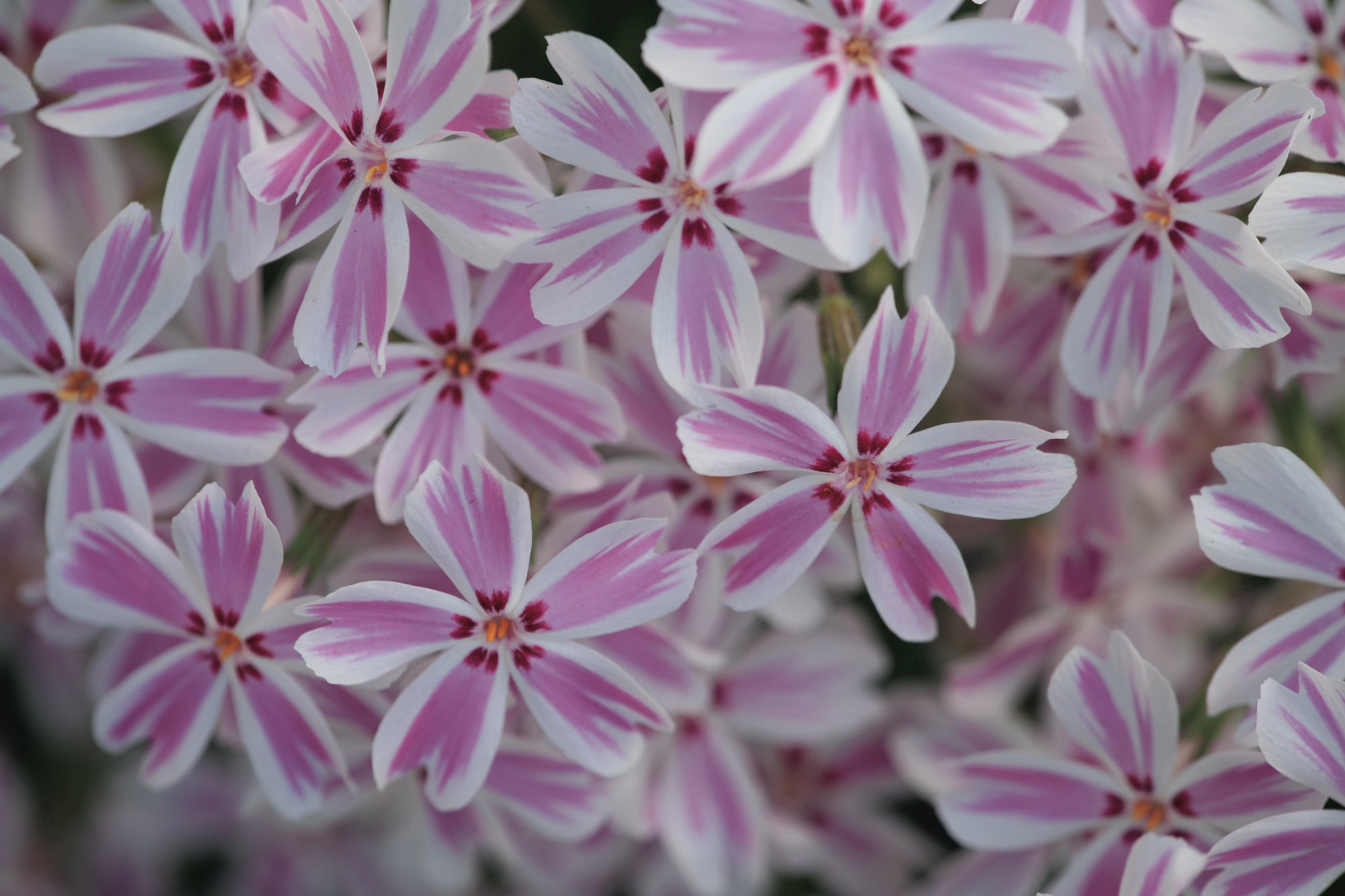 Creeping Phlox "Candy Stripe" 4" Groundcover Perennial
