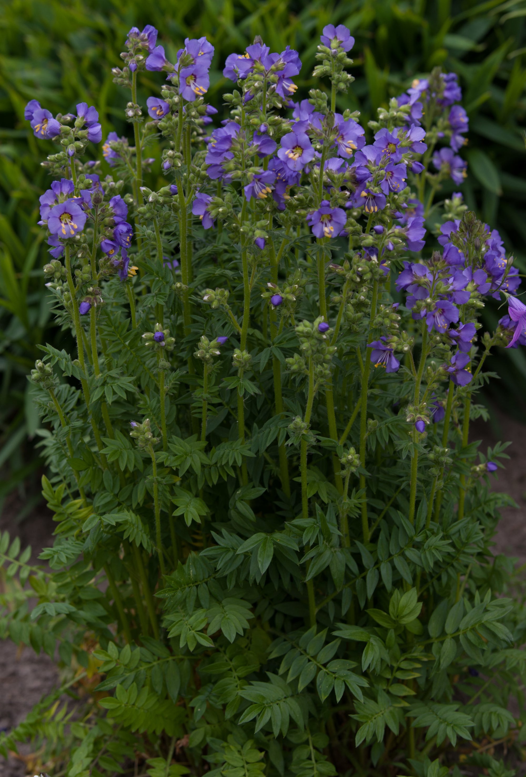 Polemonium (Jacob's Ladder) "Heavenly Habit" 1 Gallon Perennial