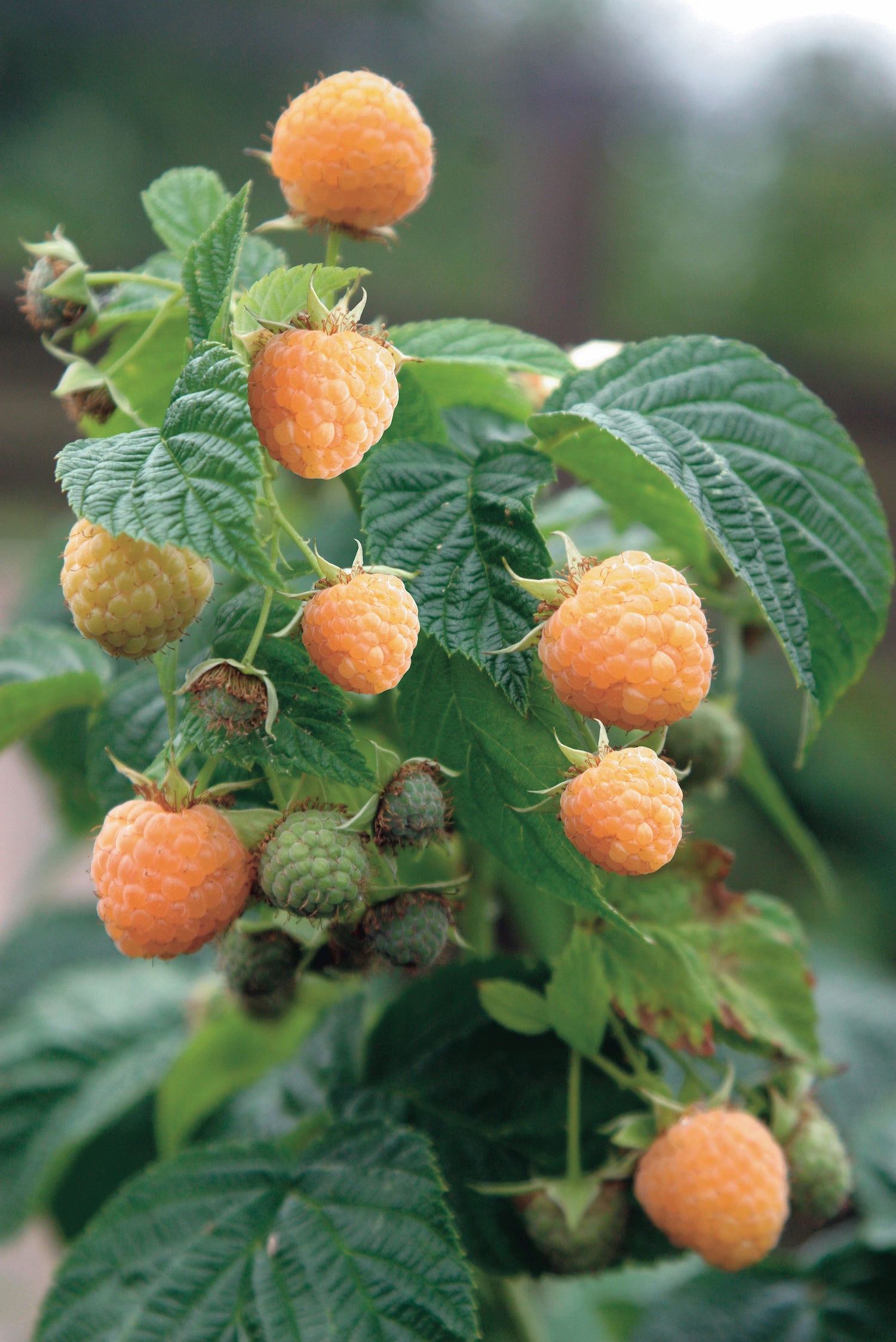 Raspberry " Fall Gold" 1 Gallon Edible Perennial