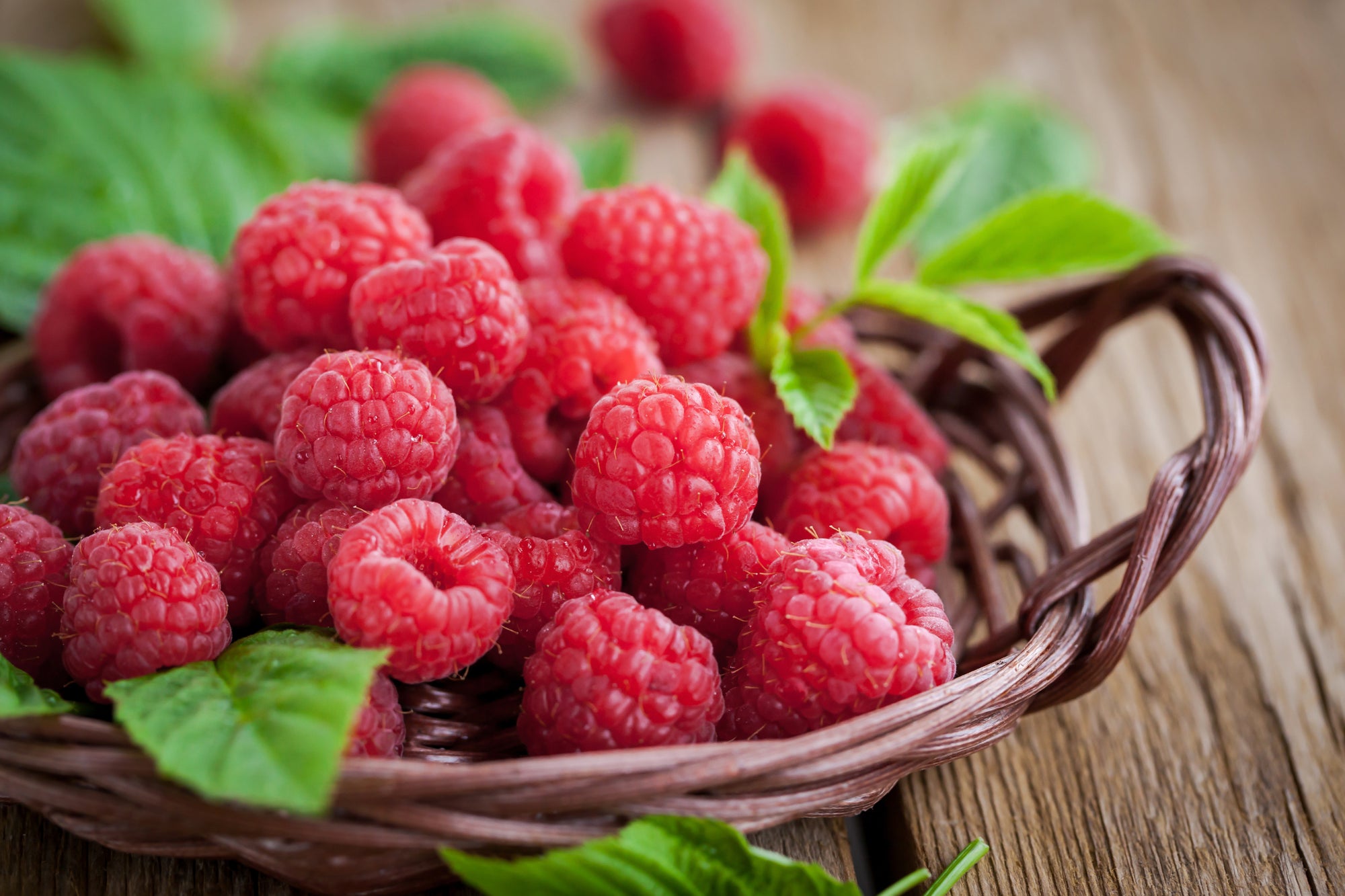 Raspberry "Latham" 1 Gallon Edible Perennial