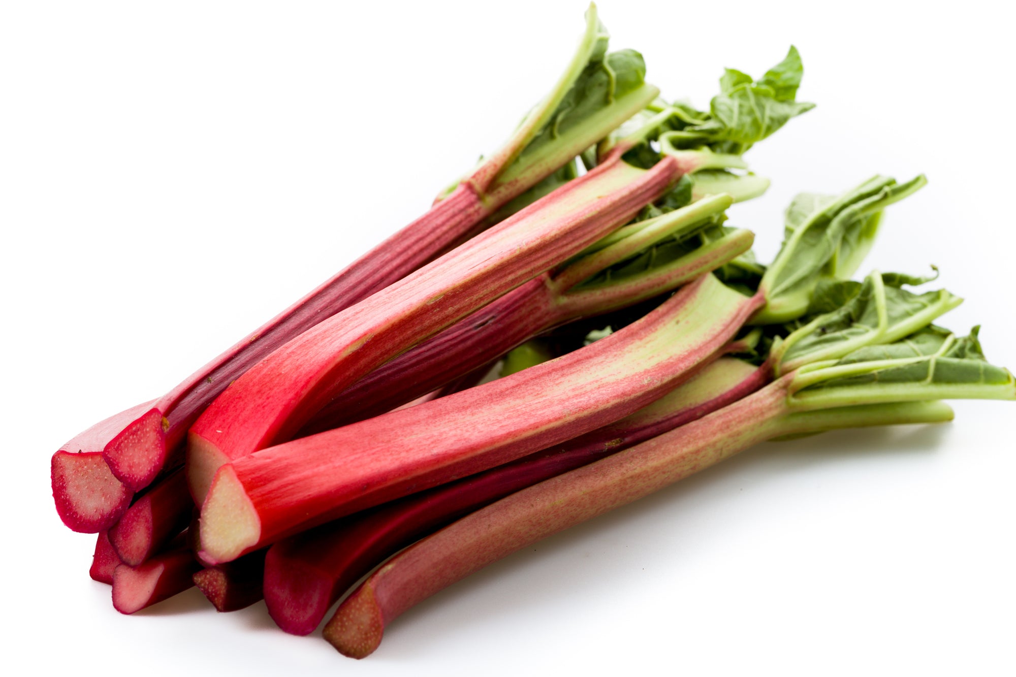 Rhubarb "Victoria" 1 Gallon Edible Perennial