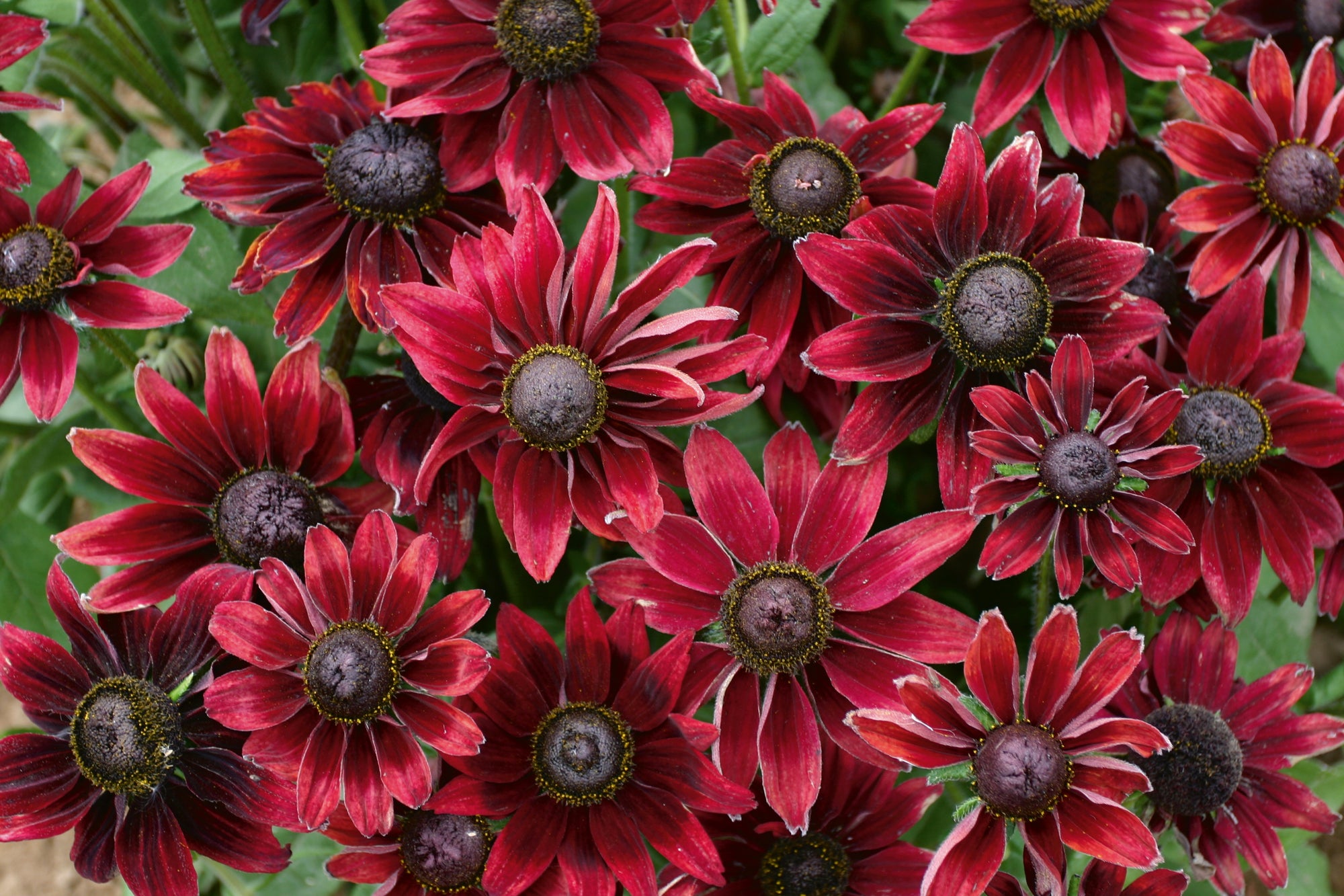 Rudbeckia (Black Eyed Susan) "Cherry Brandy" 1 Gallon Perennial