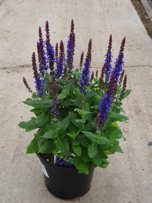 Salvia (Meadow Sage) "Sensation Deep Blue Improved" 1 Gallon Perennial