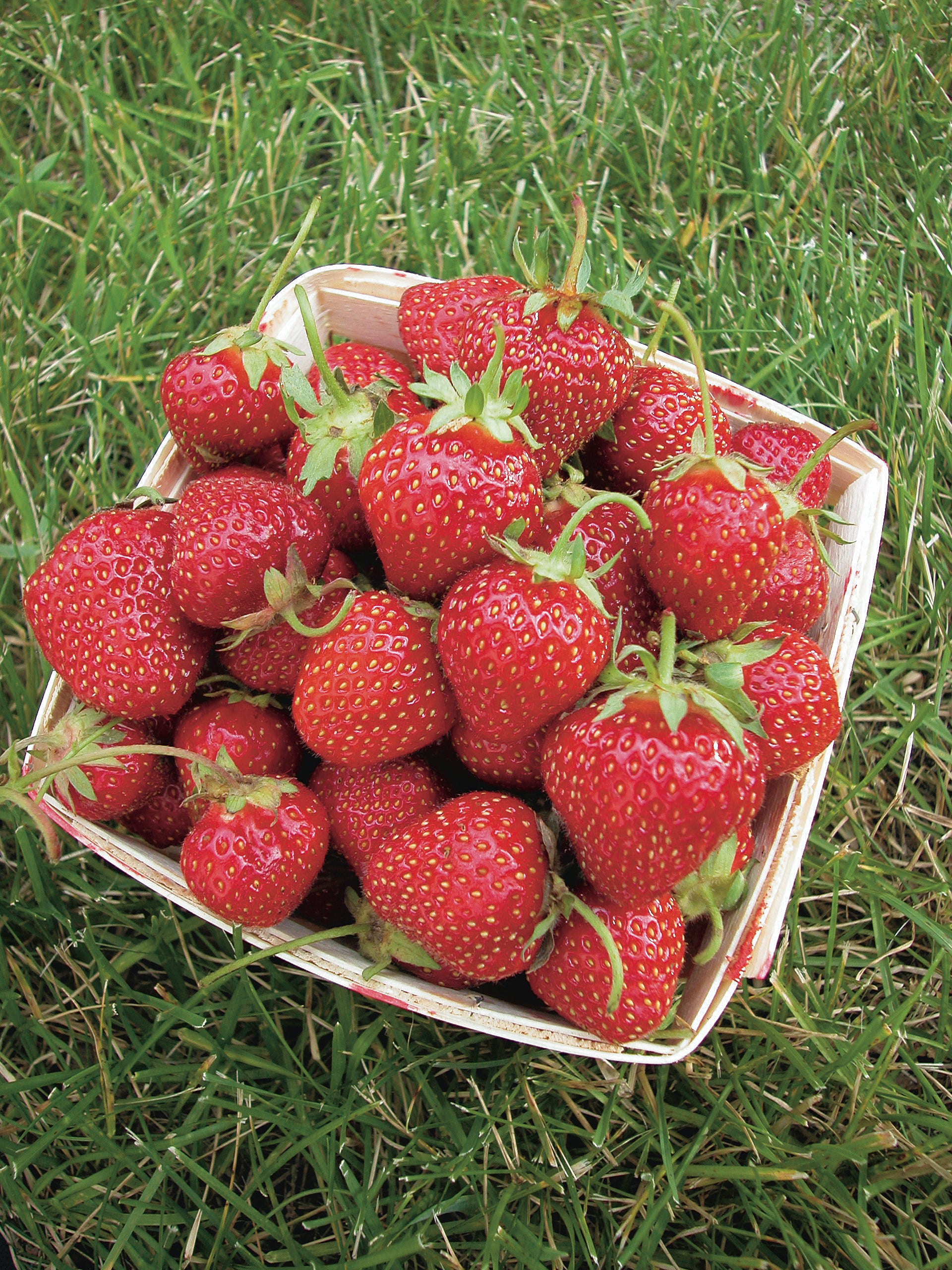 June-Bearing Strawberry "Allstar" 6-Pack Edible Perennial