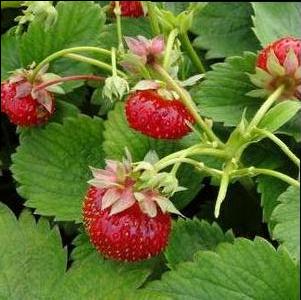 Everbearing Strawberry "Eversweet" 6-Pack Edible Perennial