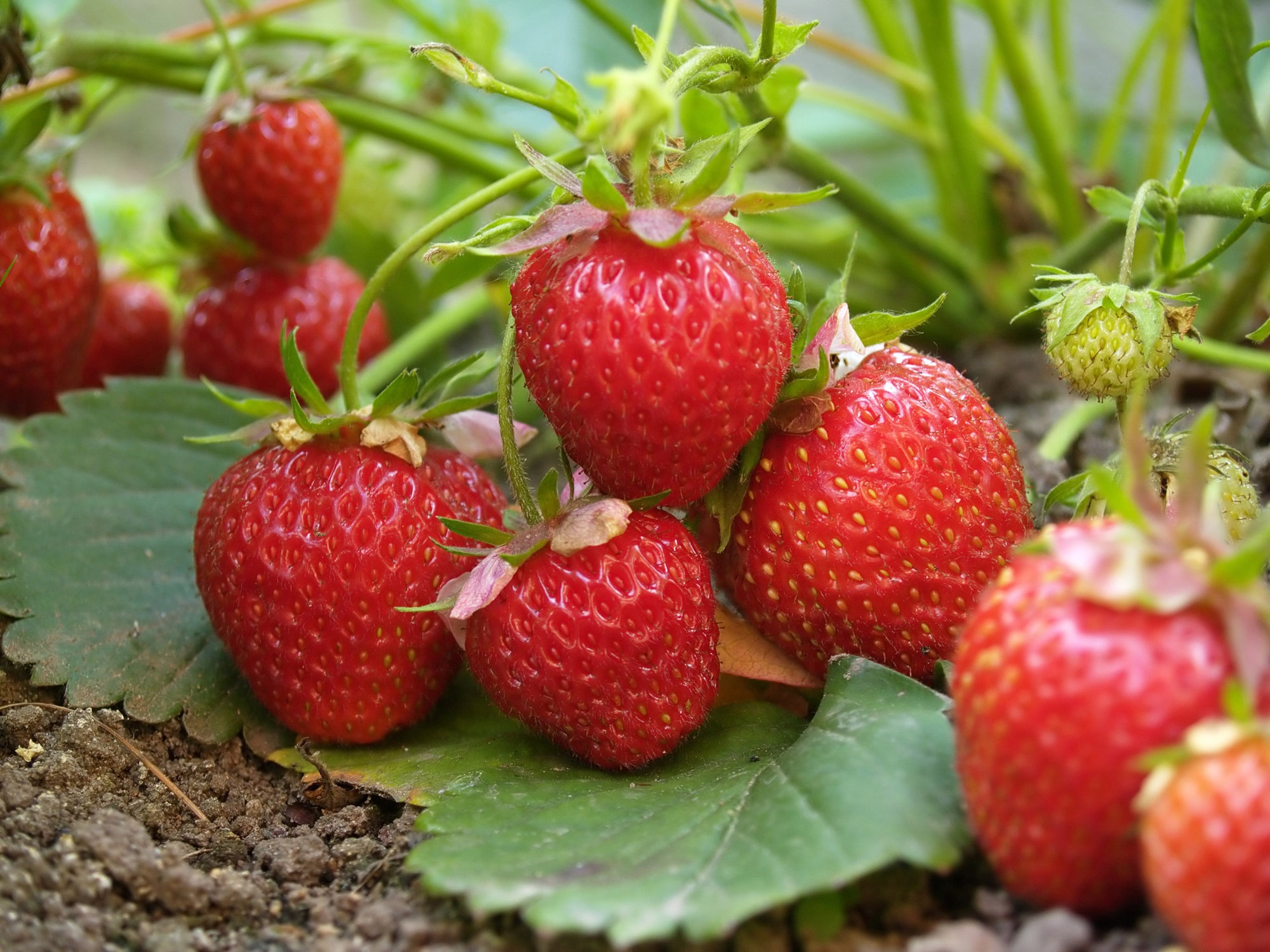 Day Neutral Strawberry "Seascape" 6-Pack Edible Perennial