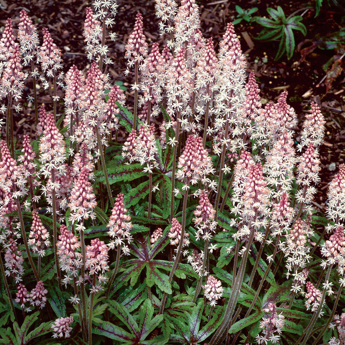 Tiarella (Foamflower) "Candy Striper" 1 Gallon Perennial