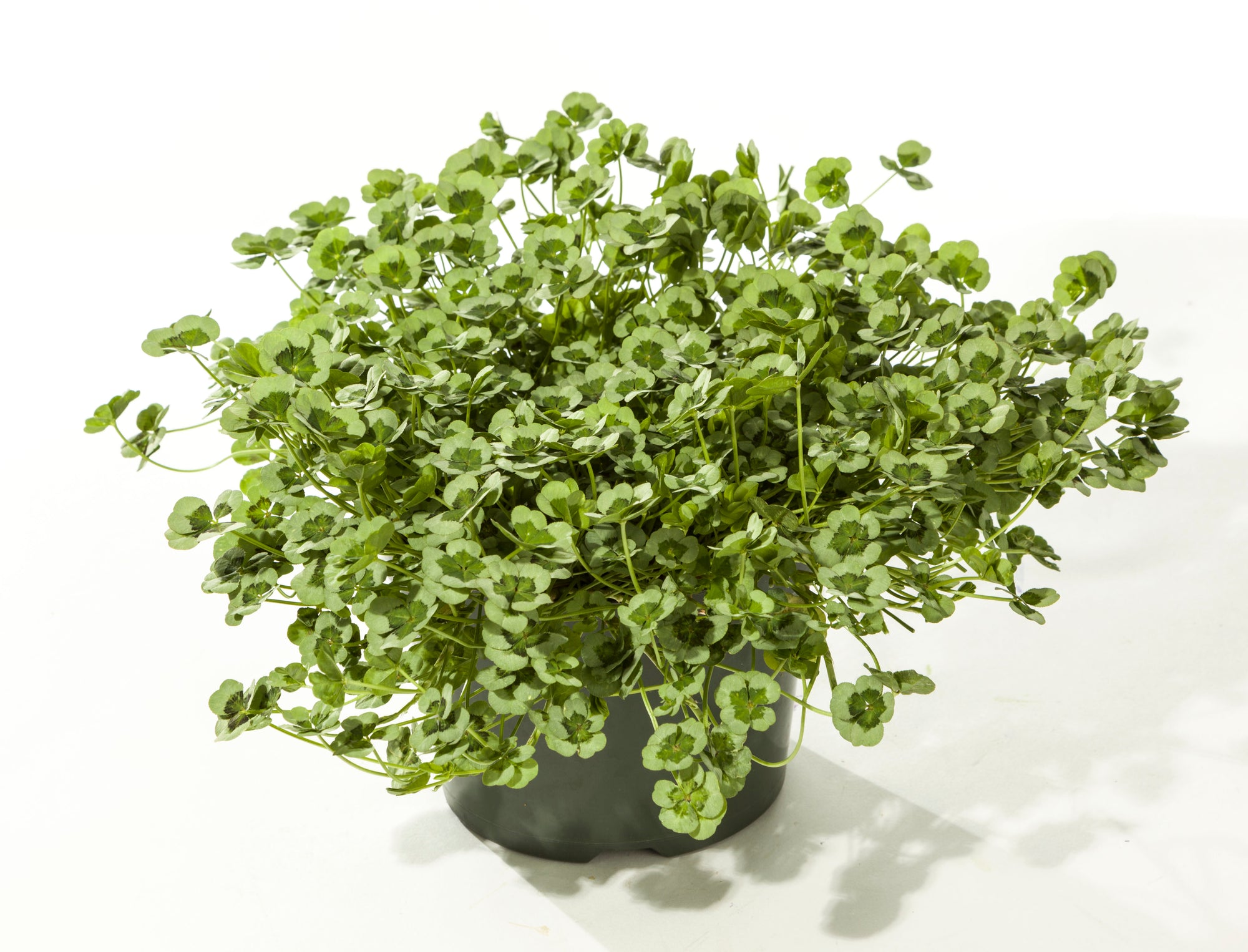 Trifolium (Ornamental Clover) "4 Luck Green Glow" 4" Groundcover Perennial