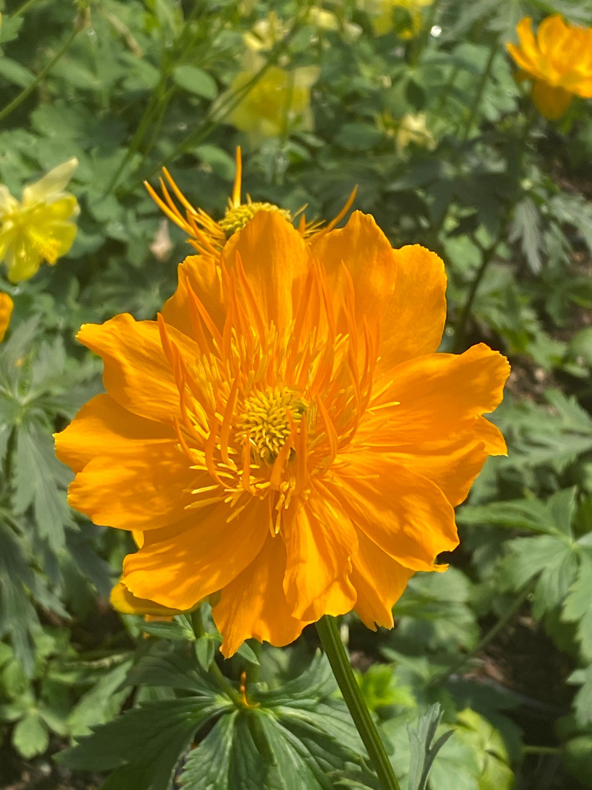 Trollius (Globeflower) "Golden Queen" 1 Gallon Perennial