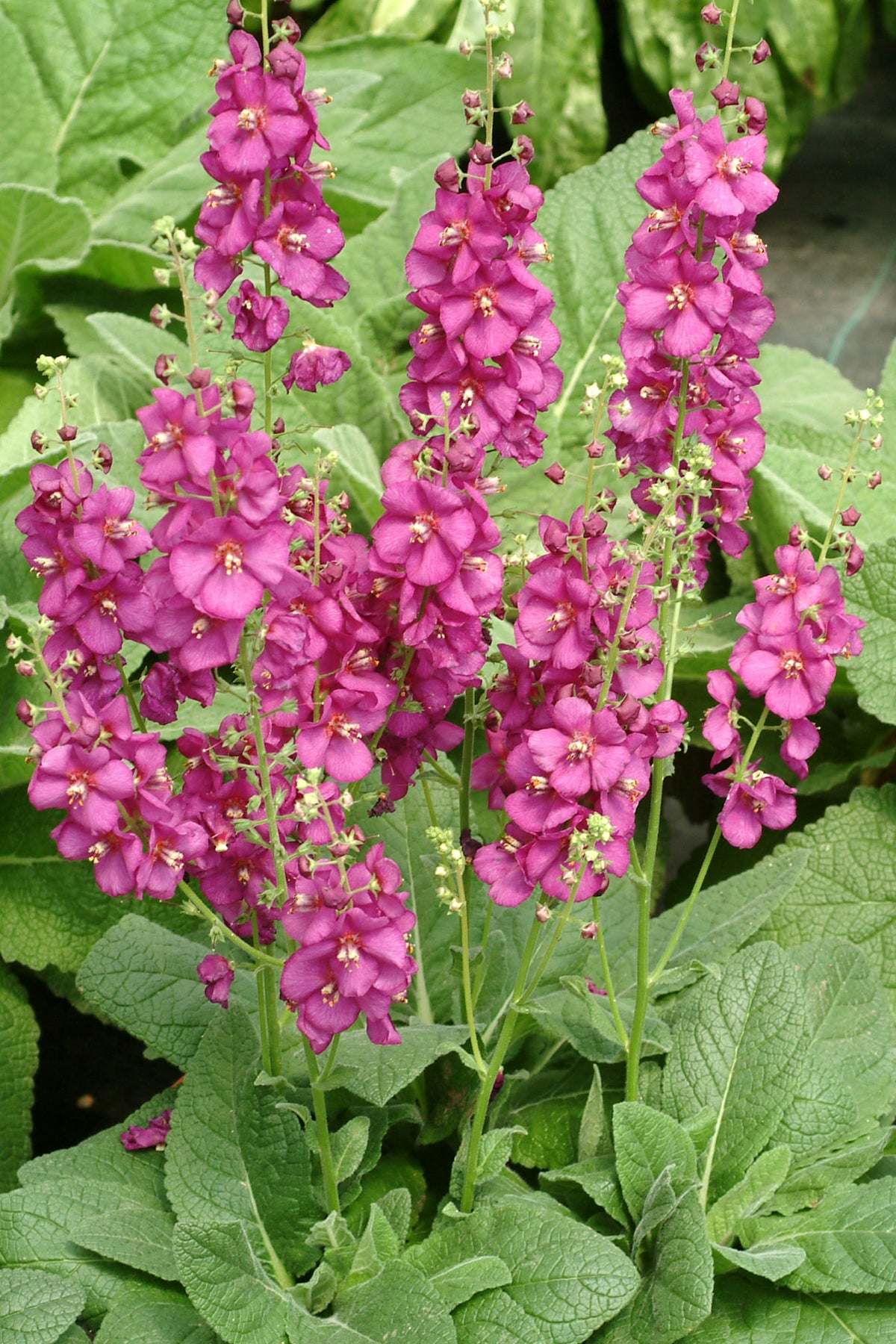 Verbascum (Mullein) "Royalty" 1 Gallon Perennial