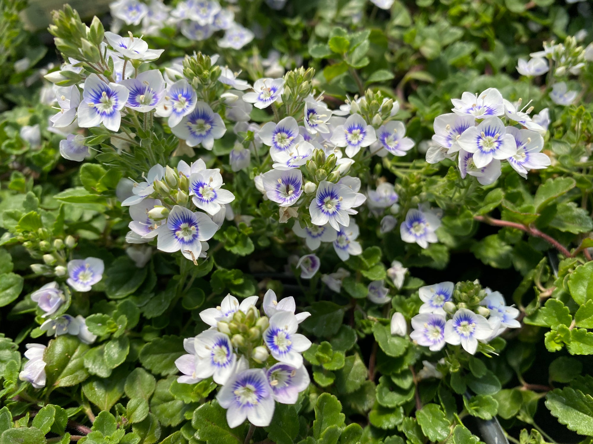 Veronica "Snowmass" 4" Groundcover Perennial