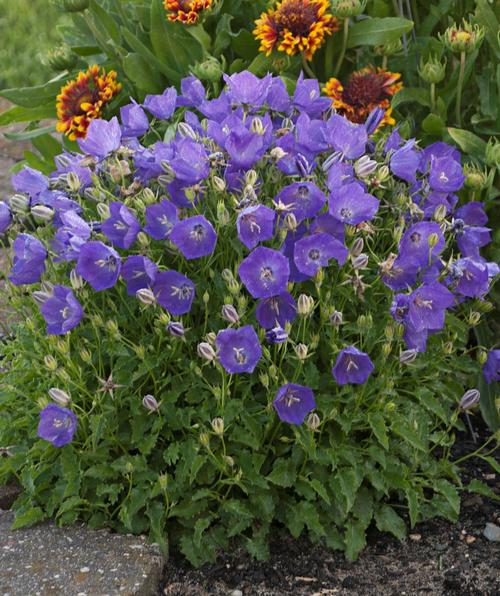 Campanula (Bellflower) "Pearl Deep Blue" 1 Gallon Perennial