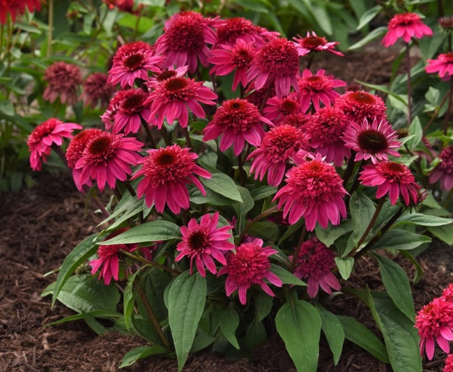 Echinacea (Coneflower) "Double Scoop Watermelon Deluxe" 1 Gallon Perennial