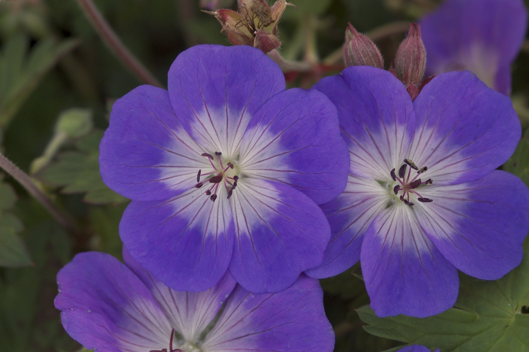 Geranium (Cranesbill) "Rozanne" 1 Gallon Perennial