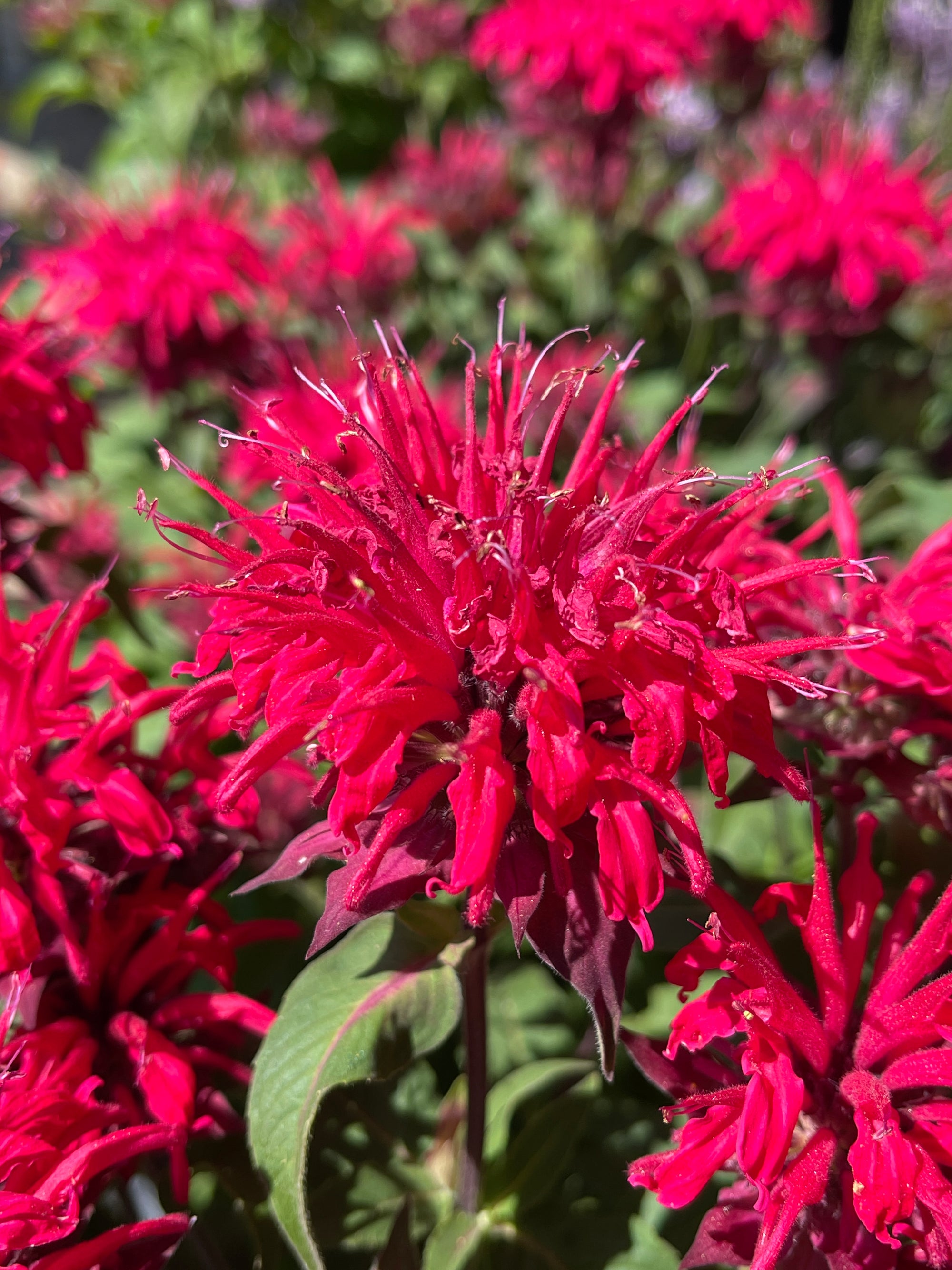 Monarda (Bee Balm) "Bee-Mine Red" 1 Gallon Perennial
