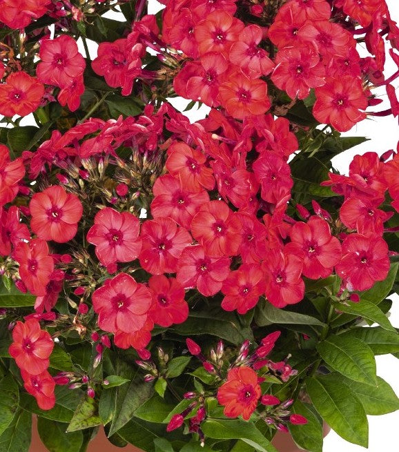 Dwarf Garden Phlox "Flame Watermelon" 1 Gallon Perennial