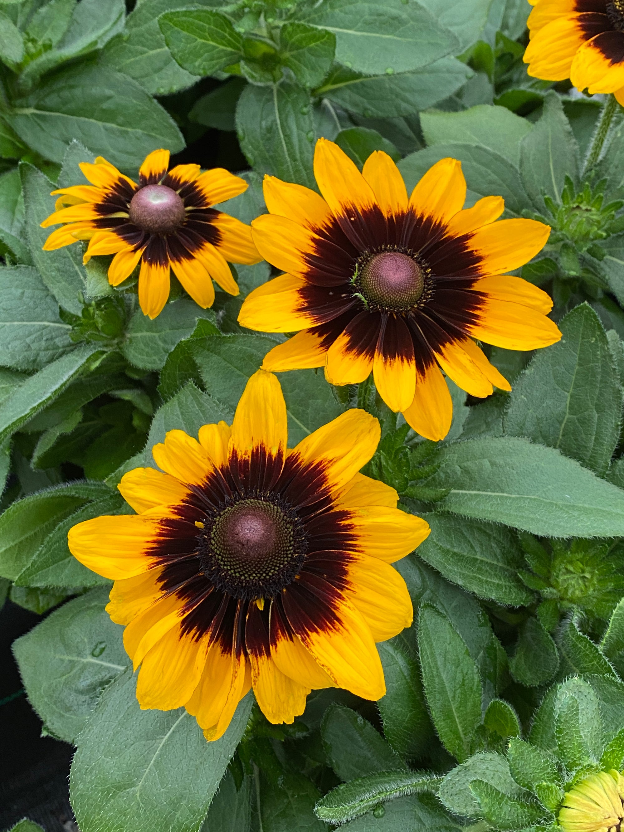 Rudbeckia (Black Eyed Susan) "Sonora" 1 Gallon Perennial