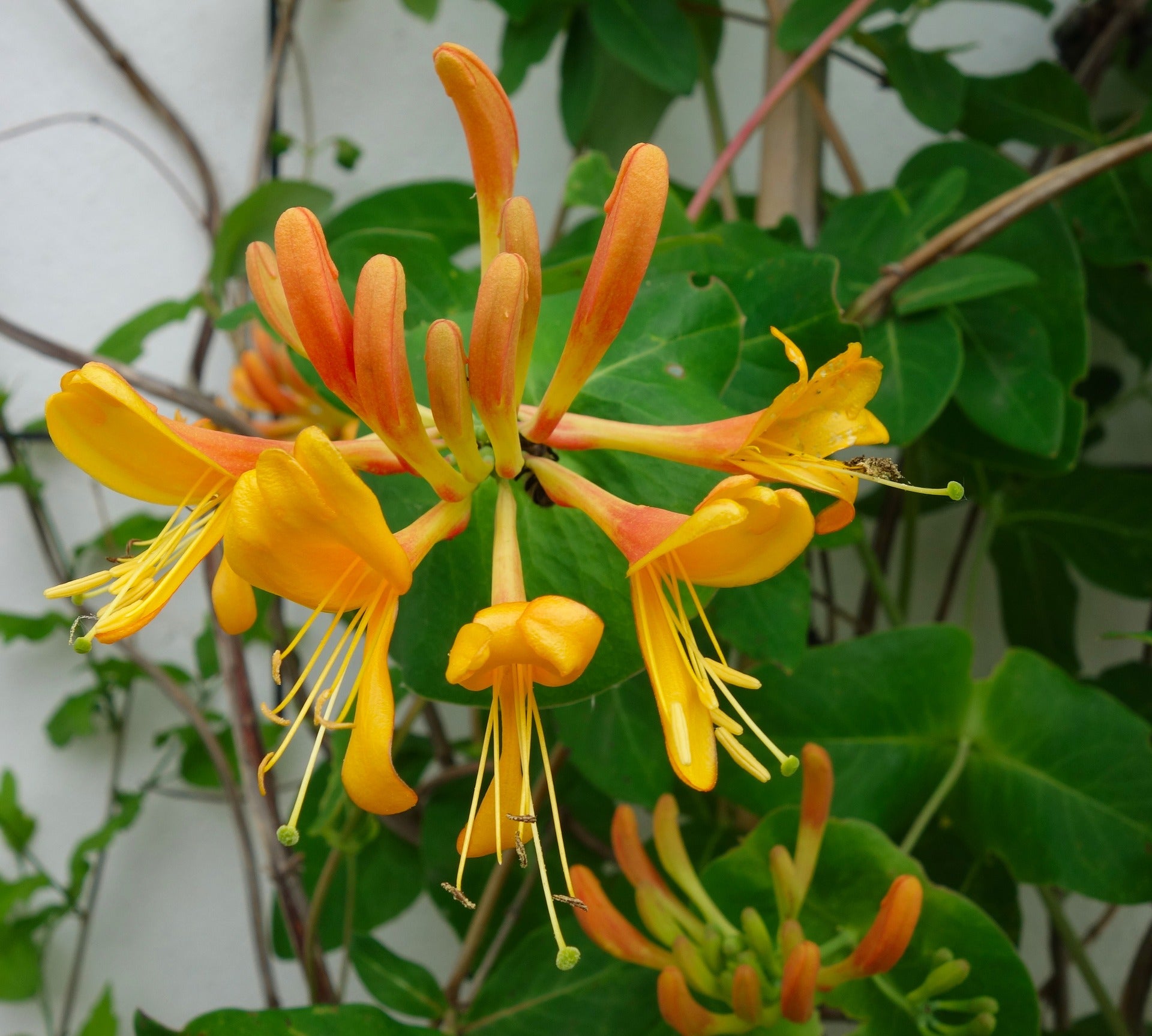 Lonicera (Honeysuckle Vine) "Mandarin" 1 Gallon Vining Perennial