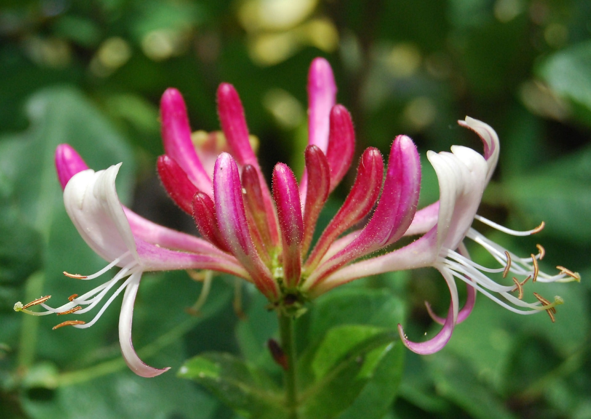 Lonicera (Honeysuckle Vine) "Serotina" 1 Gallon Vining Perennial