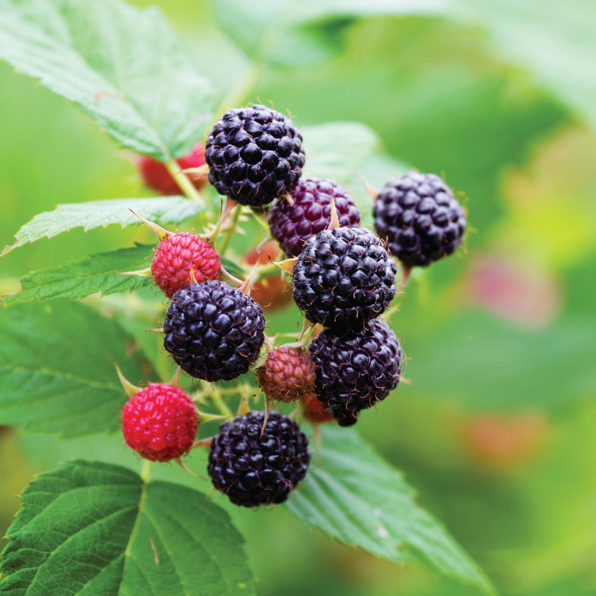 Black Raspberry "Jewel" 1 Gallon Edible Perennial