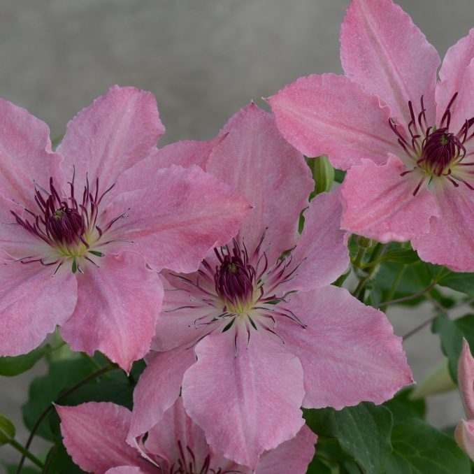 Clematis "Sarah Elizabeth" Gallon Vining Perennial