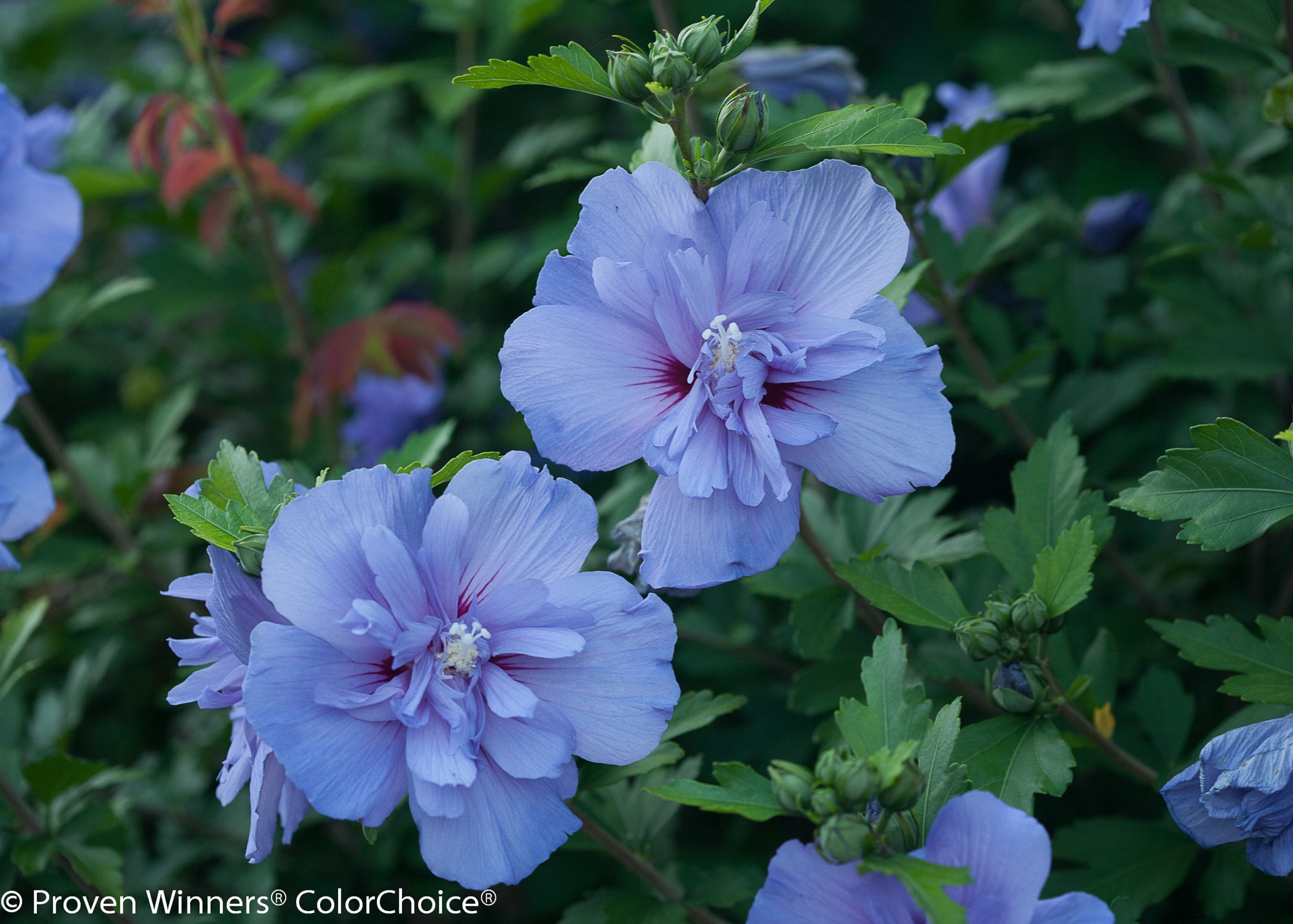 Hibiscus (Rose of Sharon) "Blue Chiffon" 1 Gallon Shrub Perennial