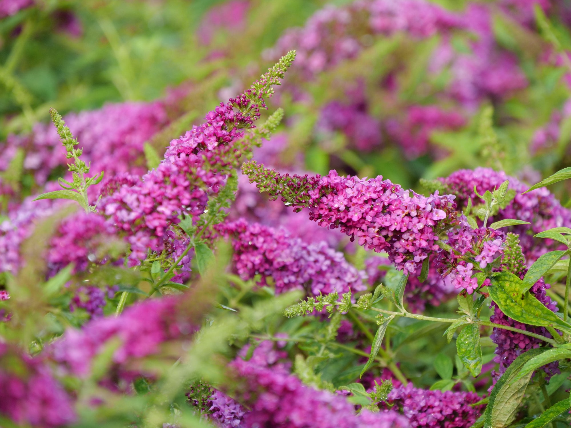 Buddleia (Butterfly Bush) "Lo & Behold Ruby Chip" 1 Gallon Shrub Perennial