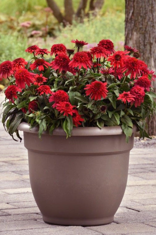 Echinacea (Coneflower) 