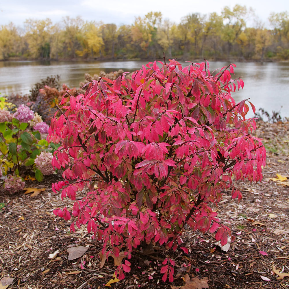 Euonymus (Burning Bush) "Fire Ball Seedless" 1 Gallon Shrub Perennial