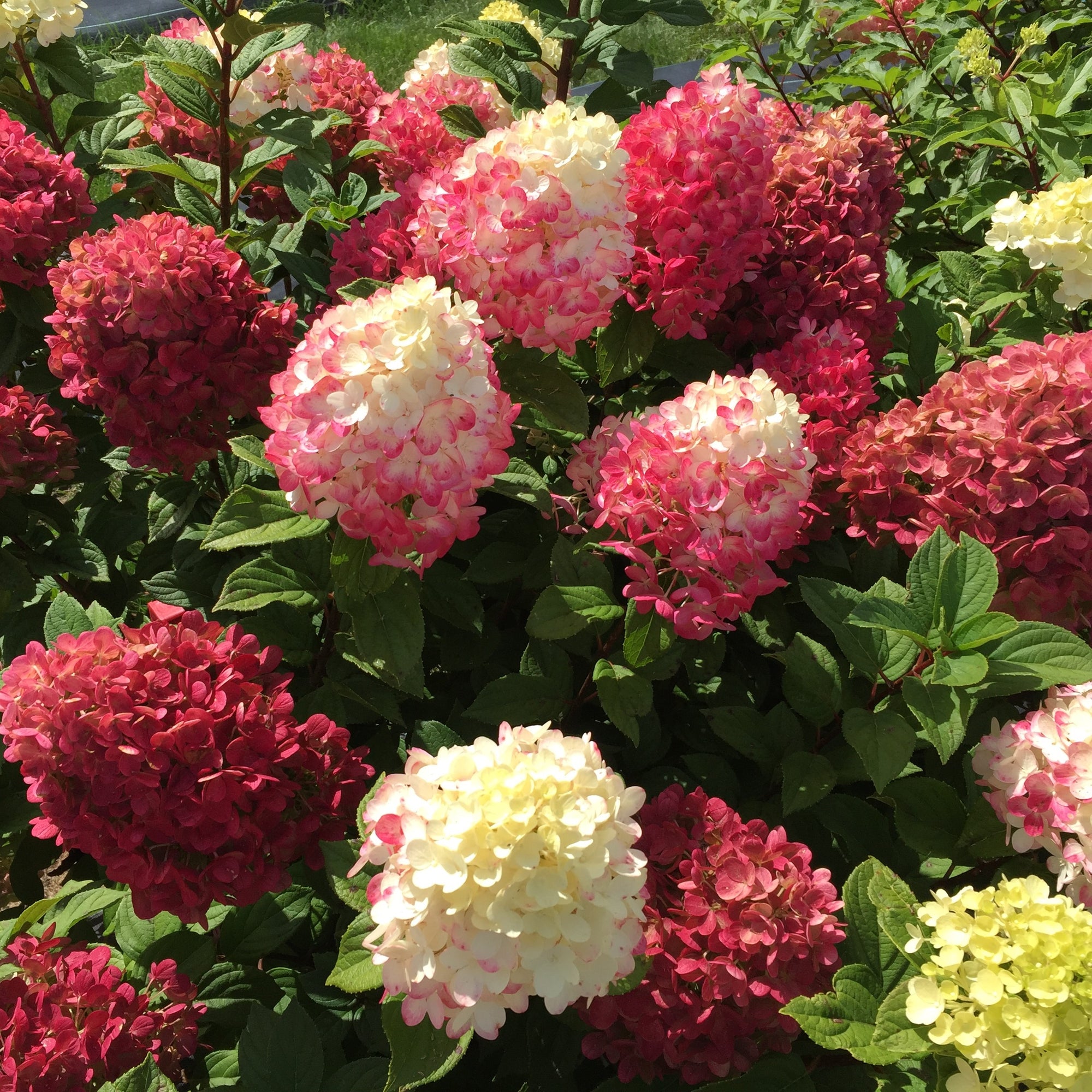 Panicle Hydrangea "Little Lime Punch" 1 Gallon Shrub Perennial
