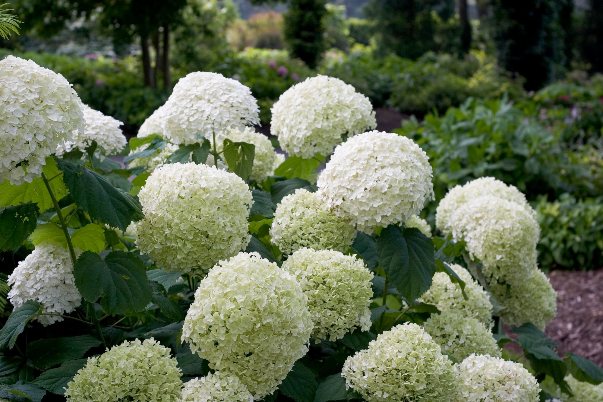 Smooth Hydrangea "Incrediball" 1 Gallon Shrub Perennial