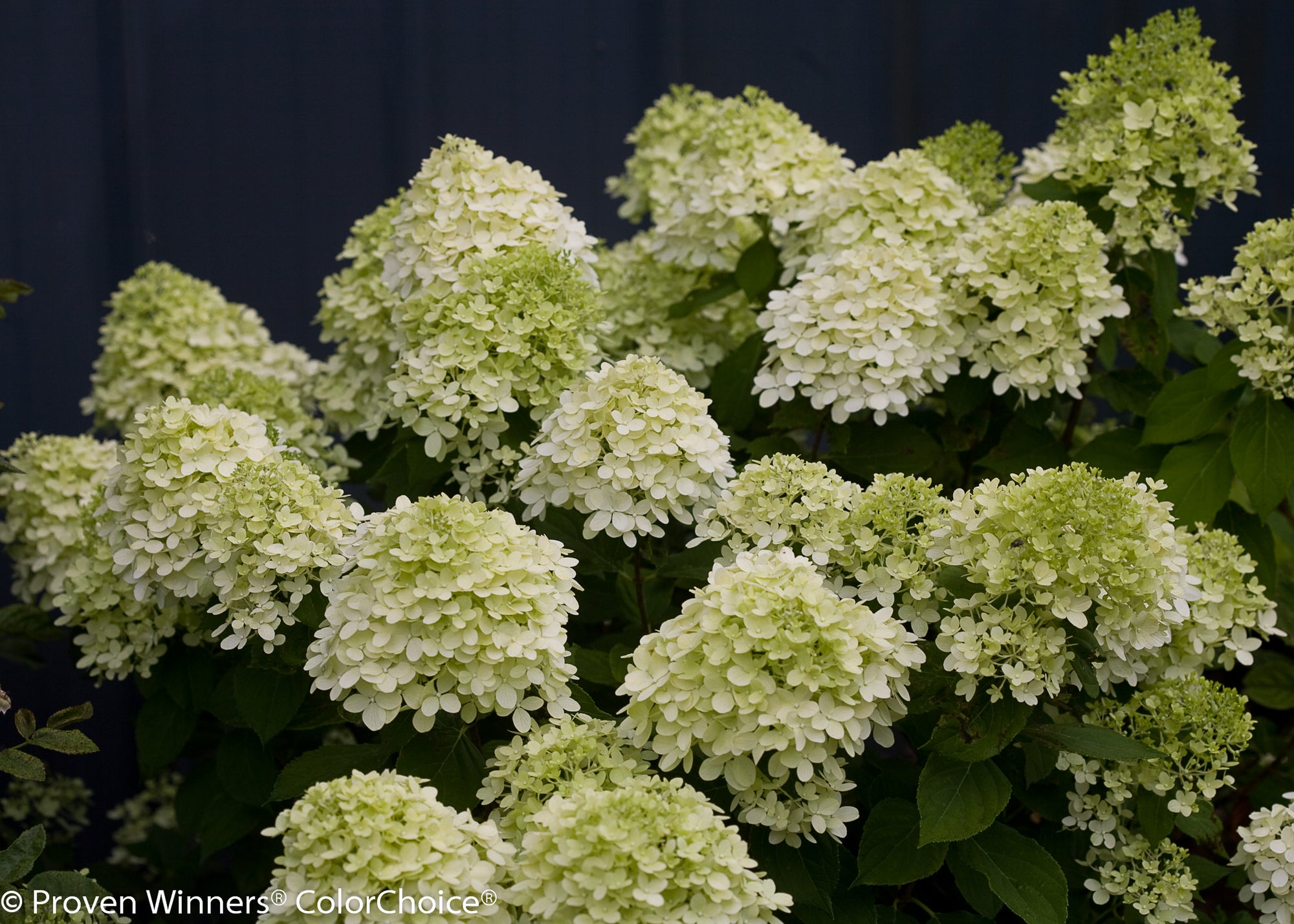 Panicle Hydrangea "Little Lime" 1 Gallon Shrub Perennial