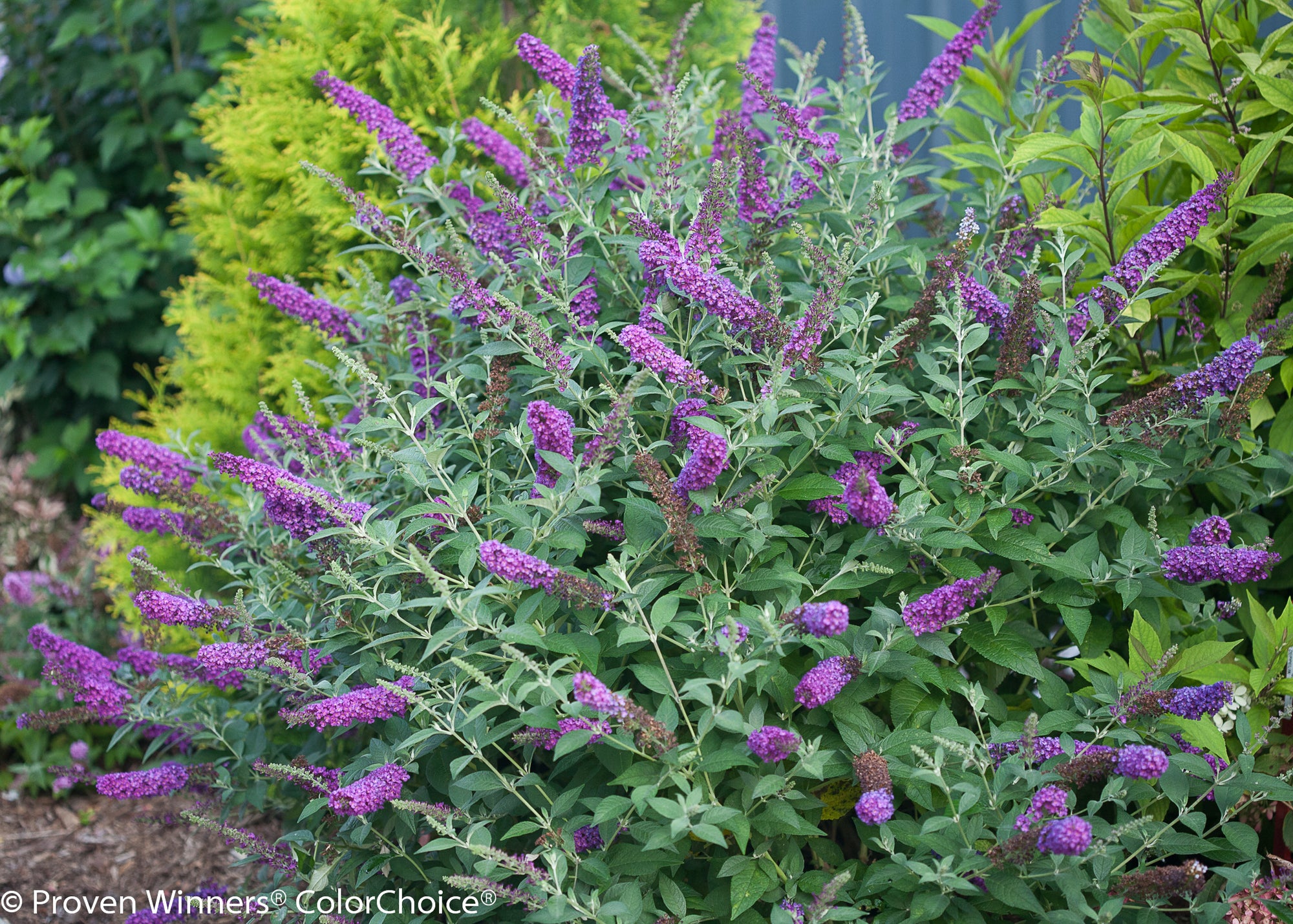 Buddleia (Butterfly Bush) "Miss Violet" 1 Gallon Shrub Perennial