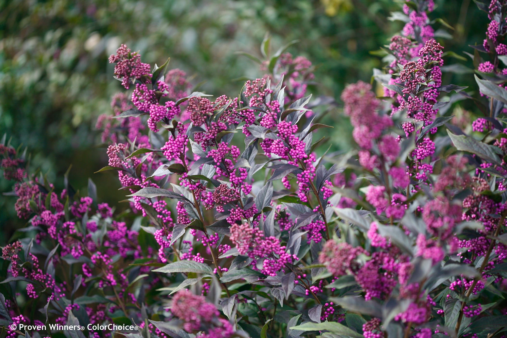 Callicarpa (Beauty Berry) "Pearl Glam" 1 Gallon Shrub Perennial