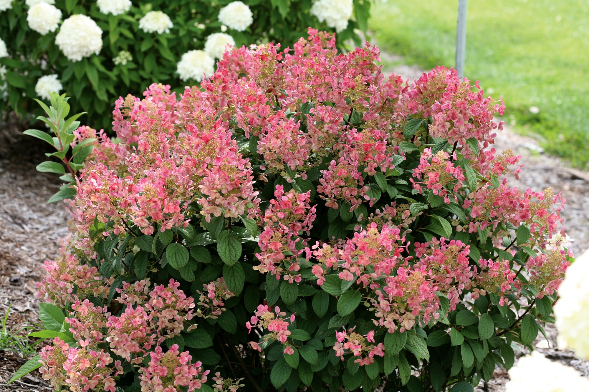 Panicle Hydrangea "Little Quick Fire" 1 Gallon Shrub Perennial