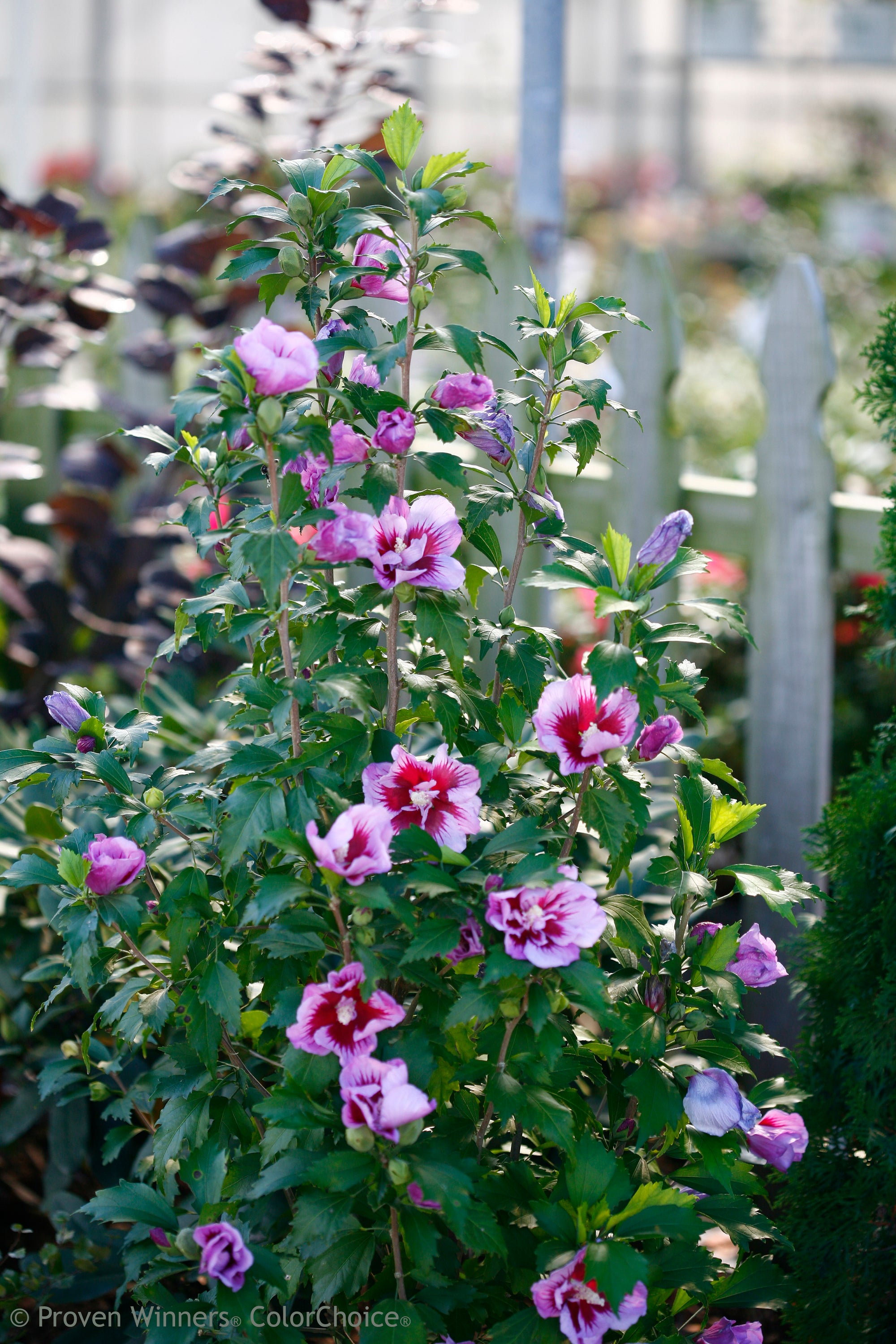 Hibiscus (Rose of Sharon) "Purple Pillar" 1 Gallon Shrub Perennial