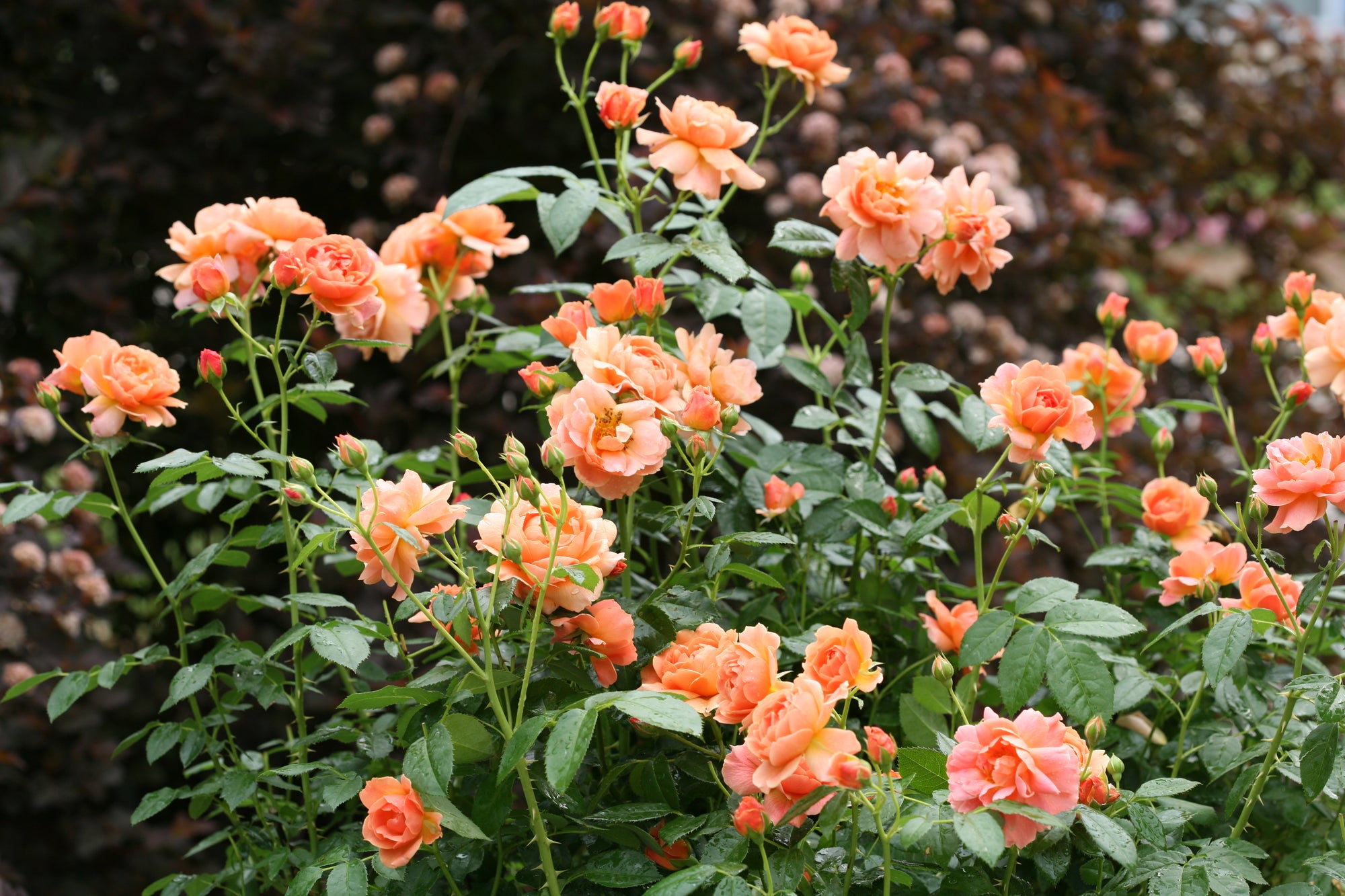 Rose "At Last" 1 Gallon Shrub Perennial