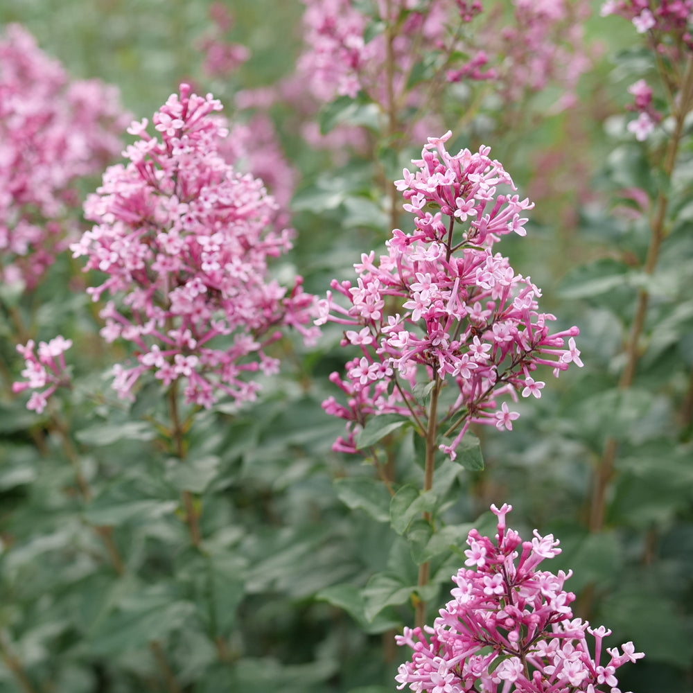 Syringa (Lilac) "Bloomerang Ballet" 1 Gallon Shrub Perennial