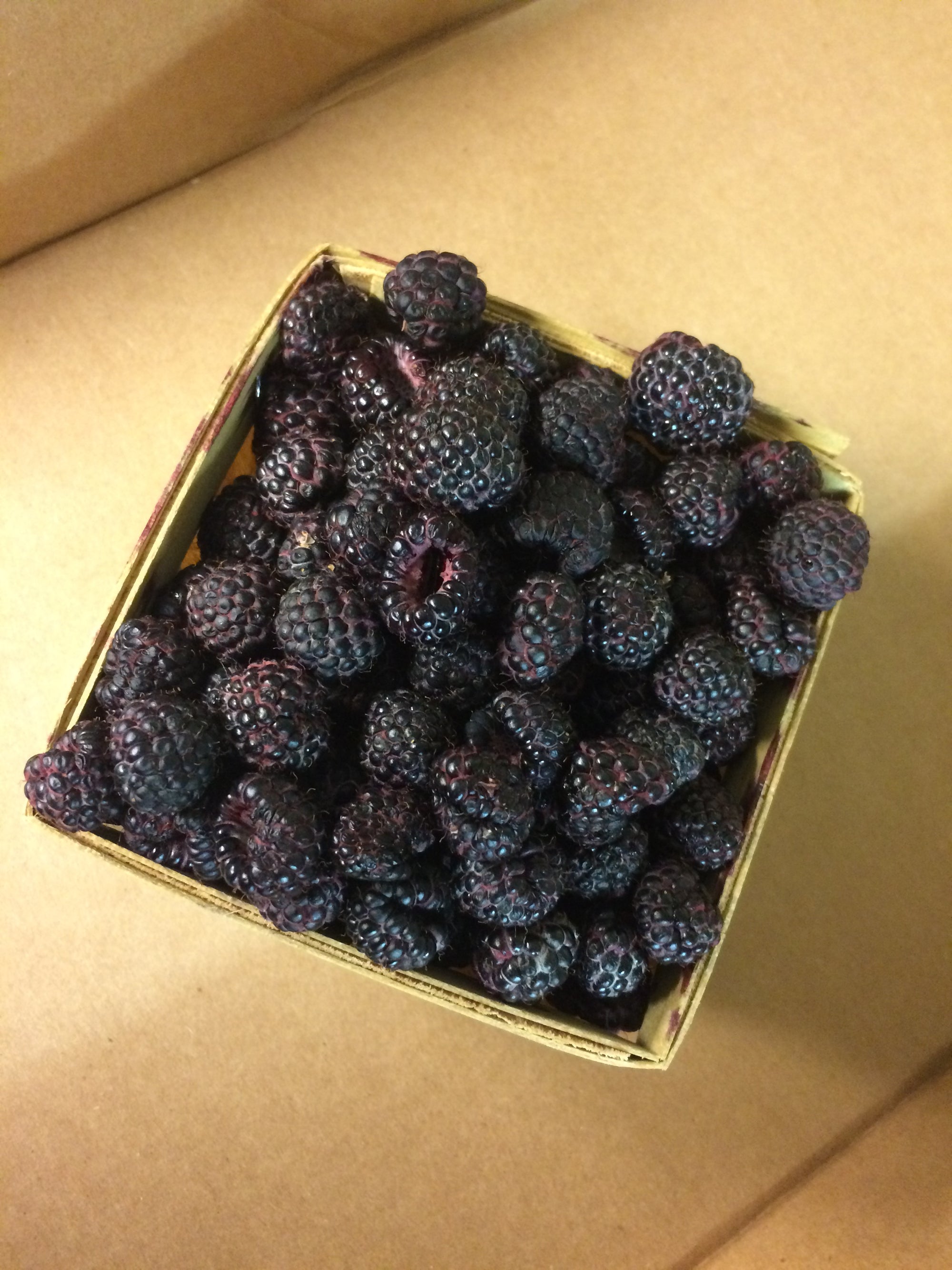 Pre-Order Black Raspberries for Pickup