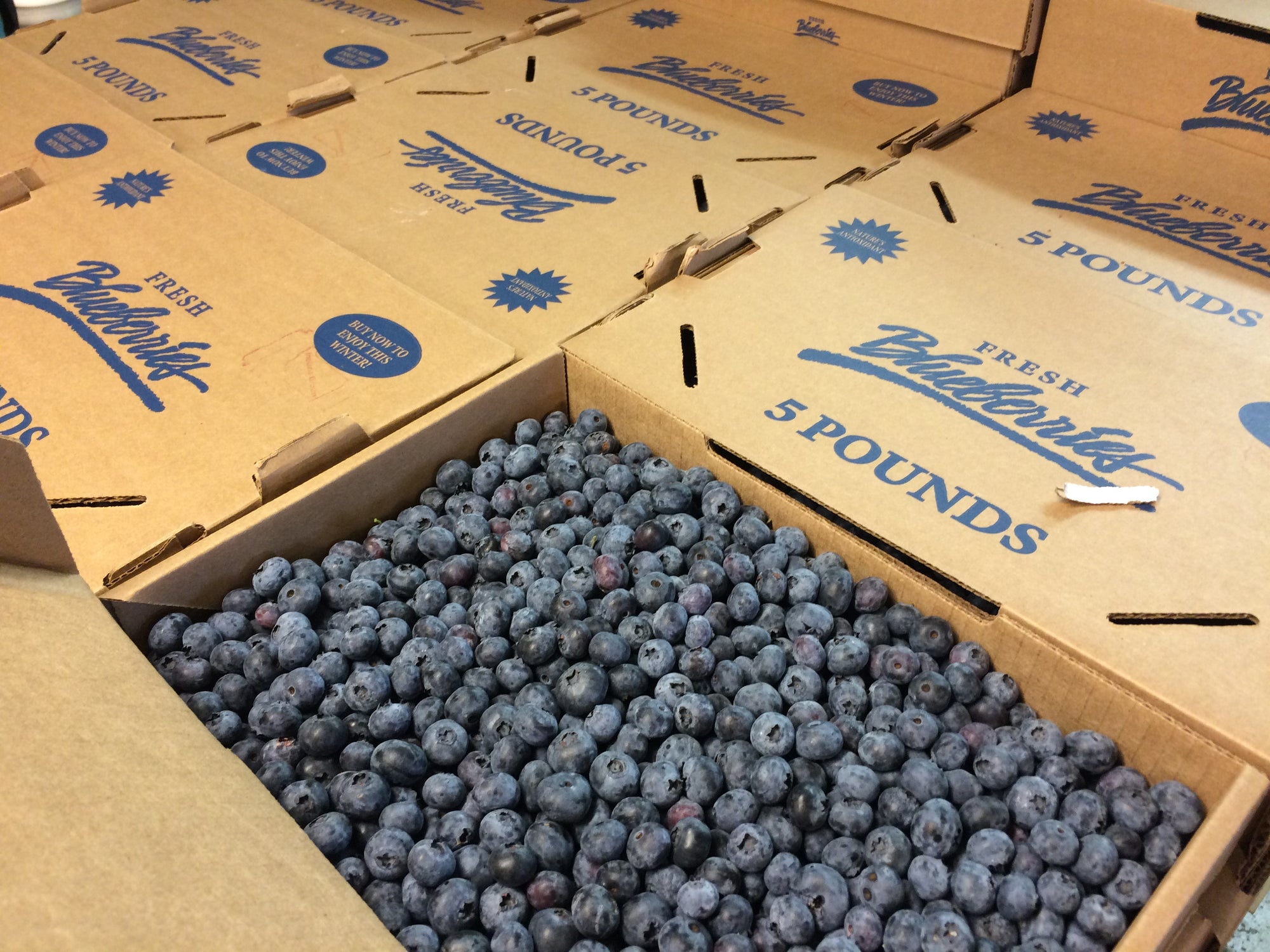 Pre-Order 5lb Boxes of Blueberries