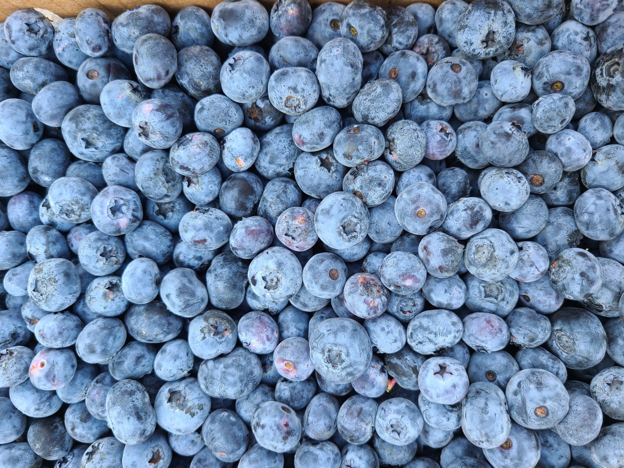 Pre-Order Blueberries