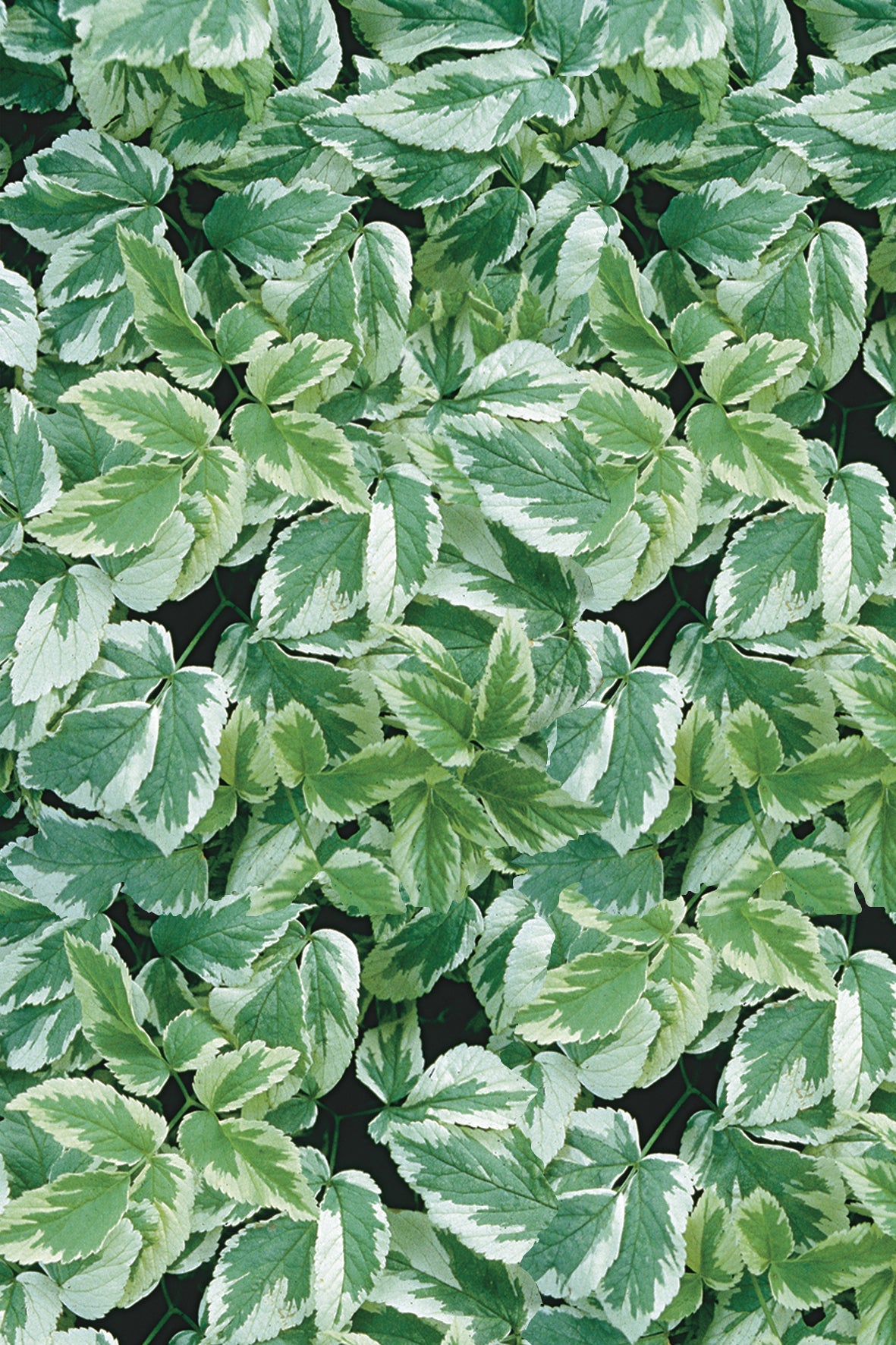 Pre-Order Perennial Groundcovers