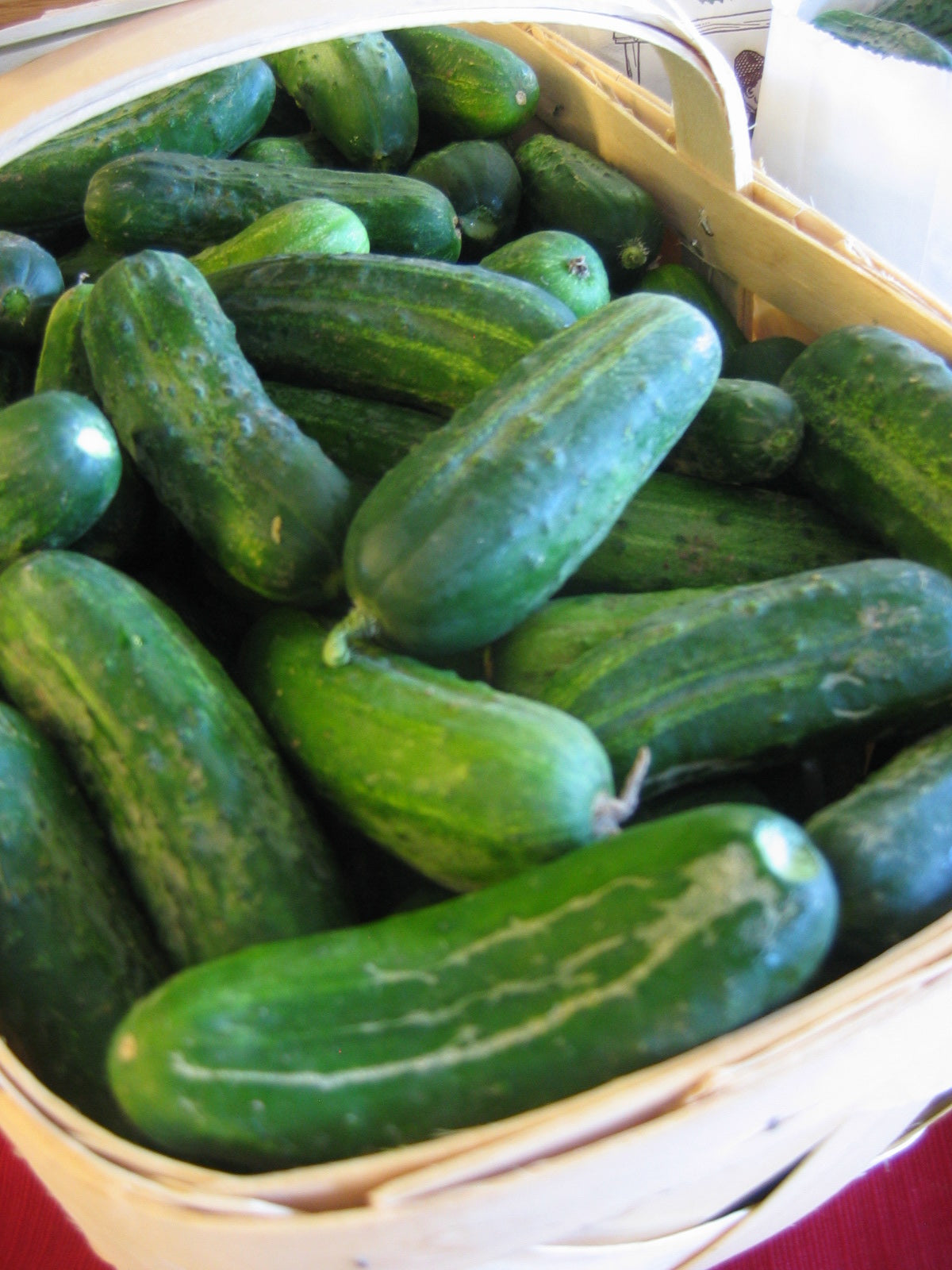 Pickling Cucumbers