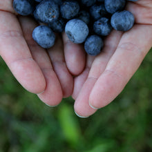Load image into Gallery viewer, Pre-Order 5lb Box of Blueberries for Pickup
